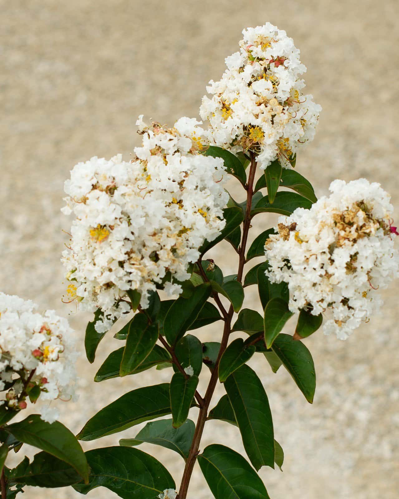 Enduring White Crape Myrtle - Main Image