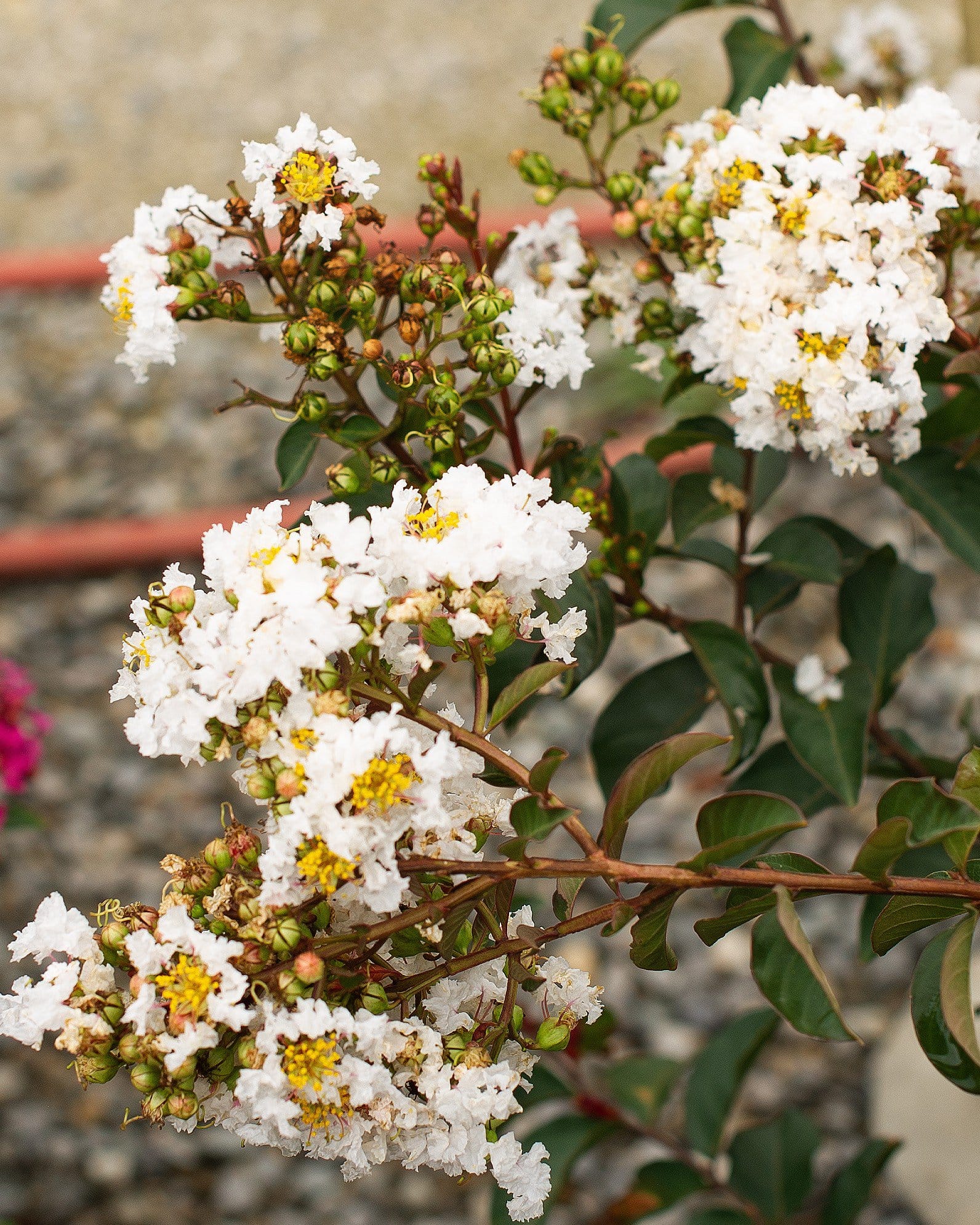 Enduring White Crape Myrtle - view 2
