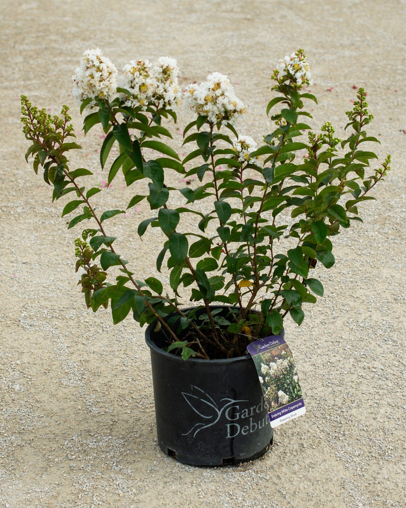Enduring White Crape Myrtle - view 3