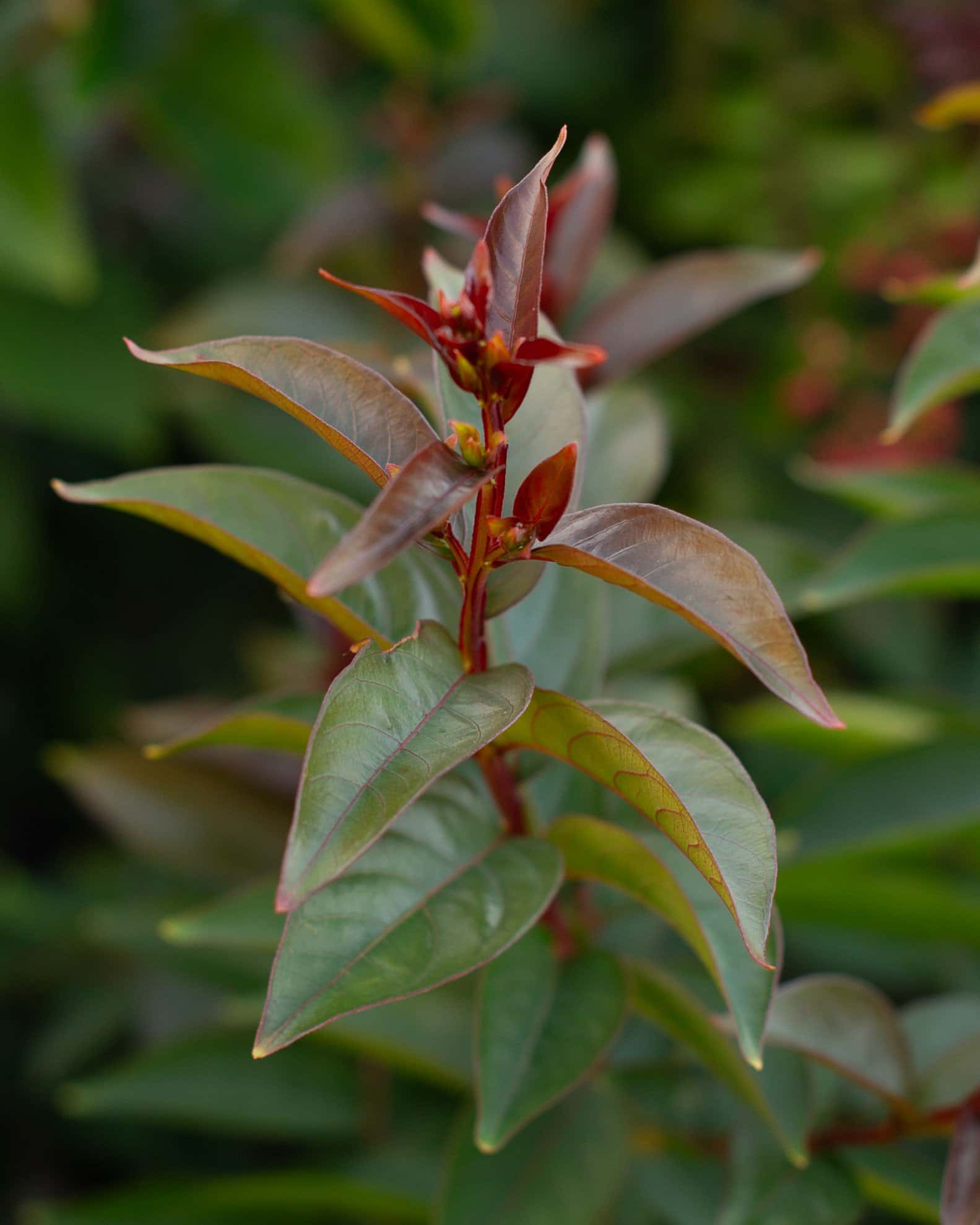 Enduring White Crape Myrtle - Image 3