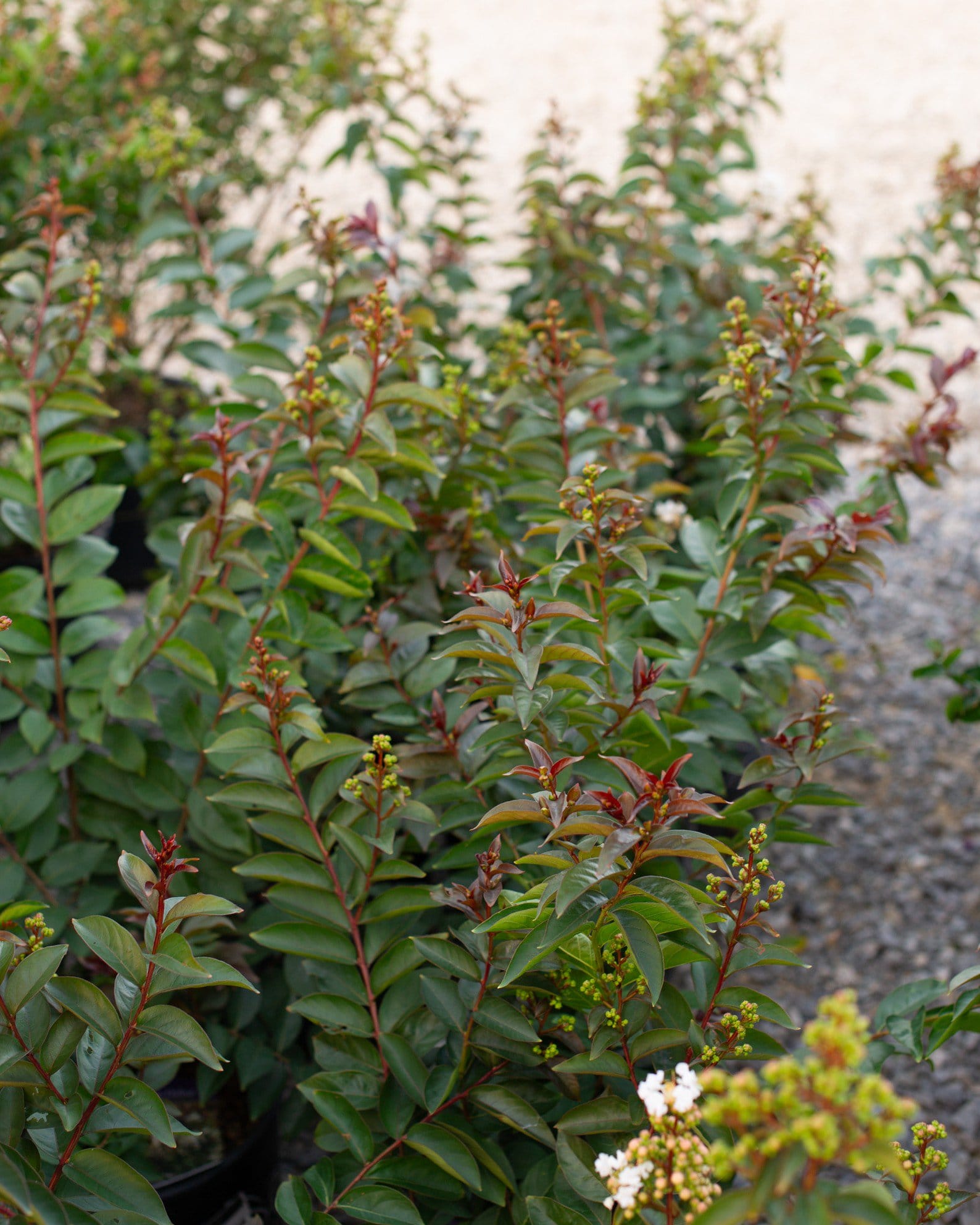 Enduring White Crape Myrtle - view 5