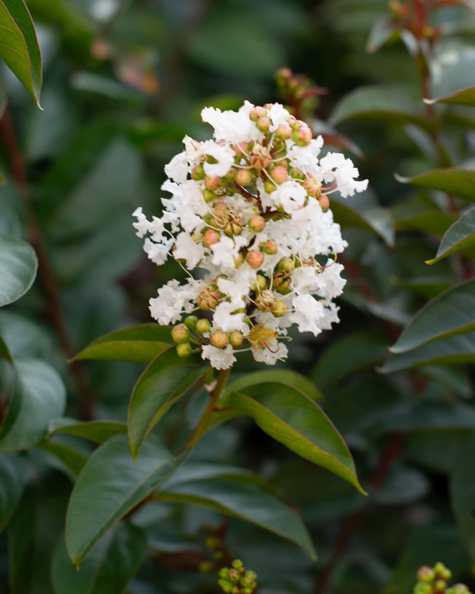 Enduring White Crape Myrtle - Image 5