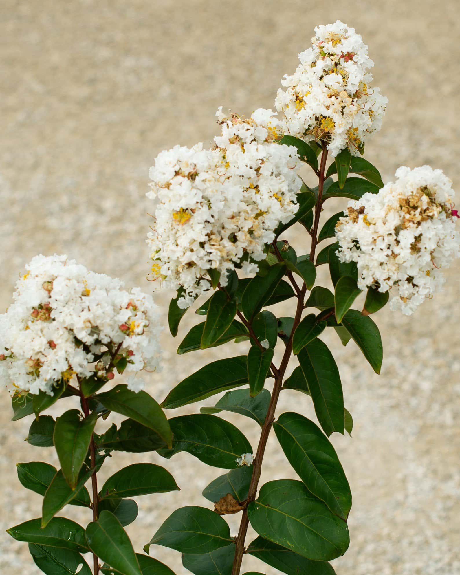 Enduring White Crape Myrtle - Image 7