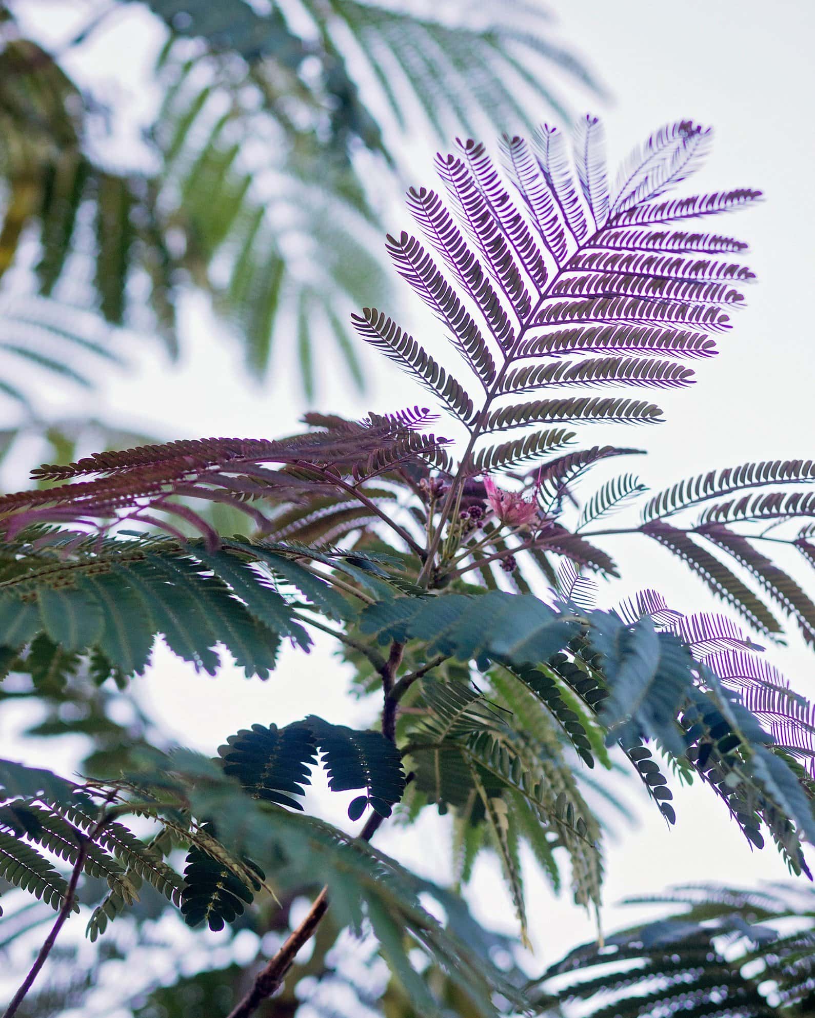 Evey's Pride Mimosa - Image 1