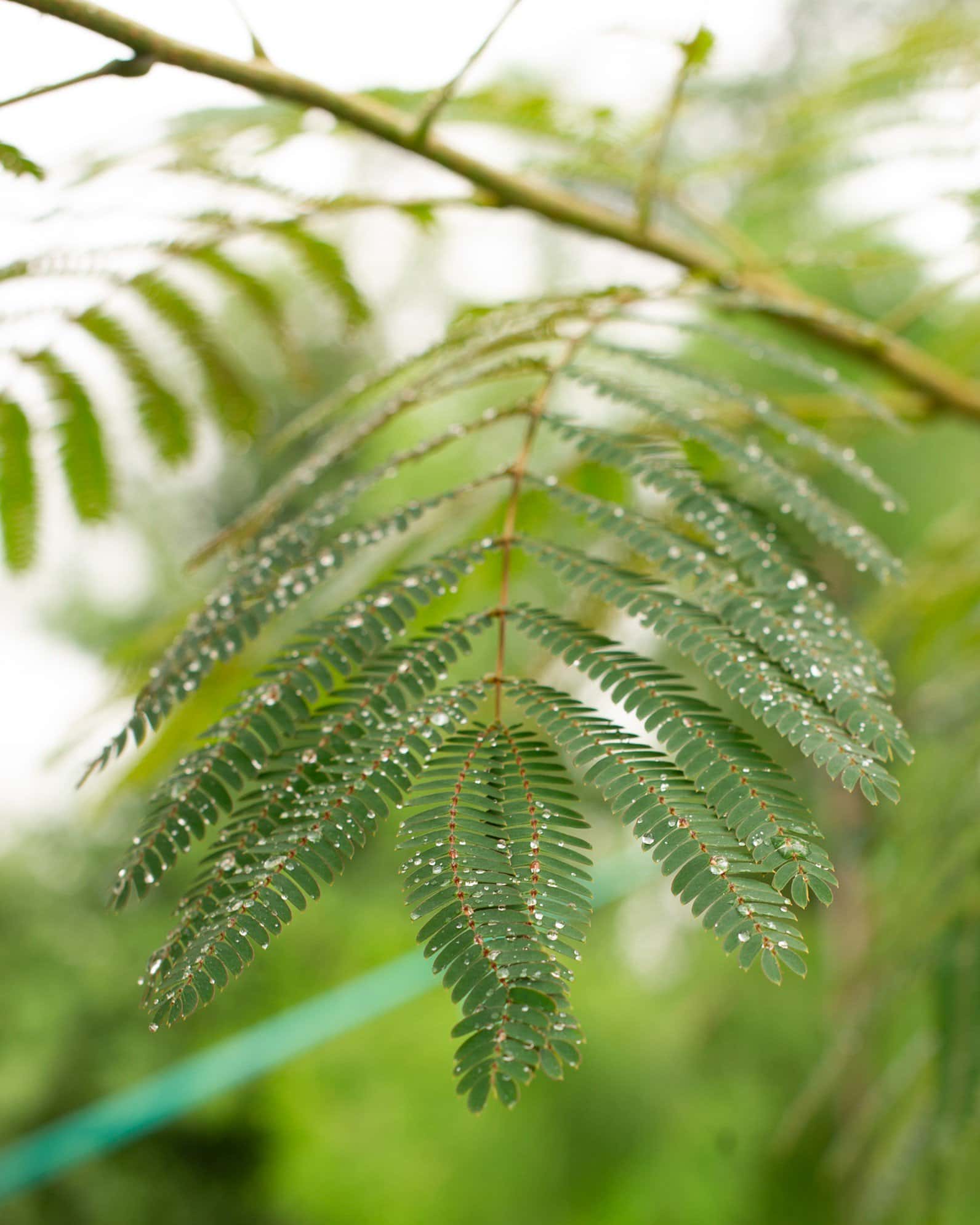 Evey's Pride Mimosa - Image 2