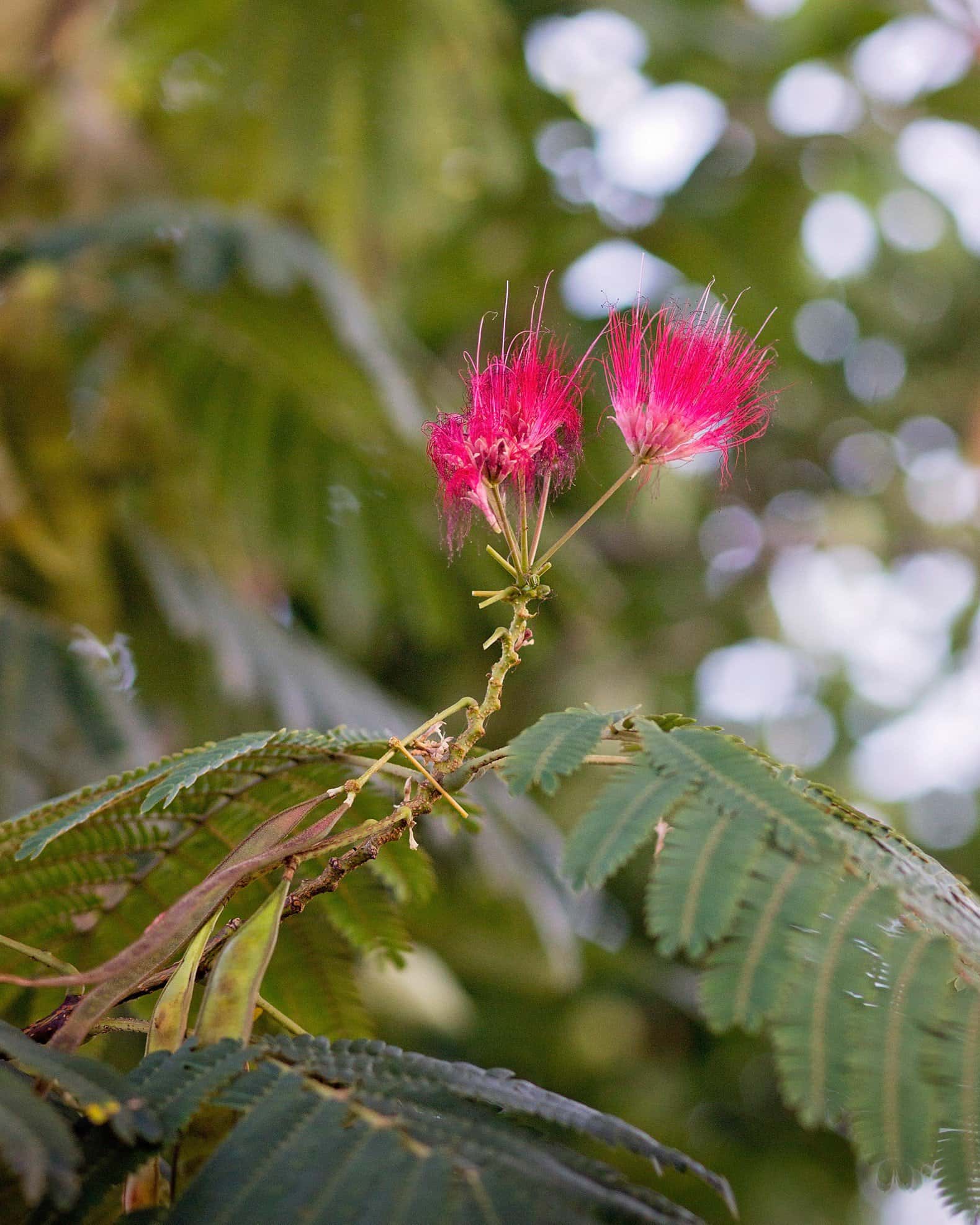 Evey's Pride Mimosa - Image 3