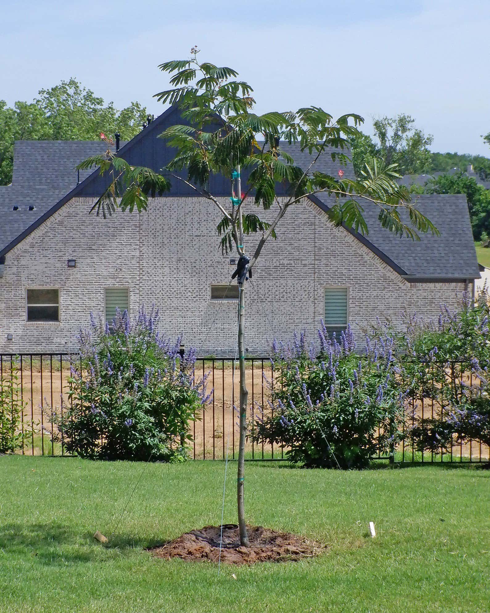 Evey's Pride Mimosa - Image 4