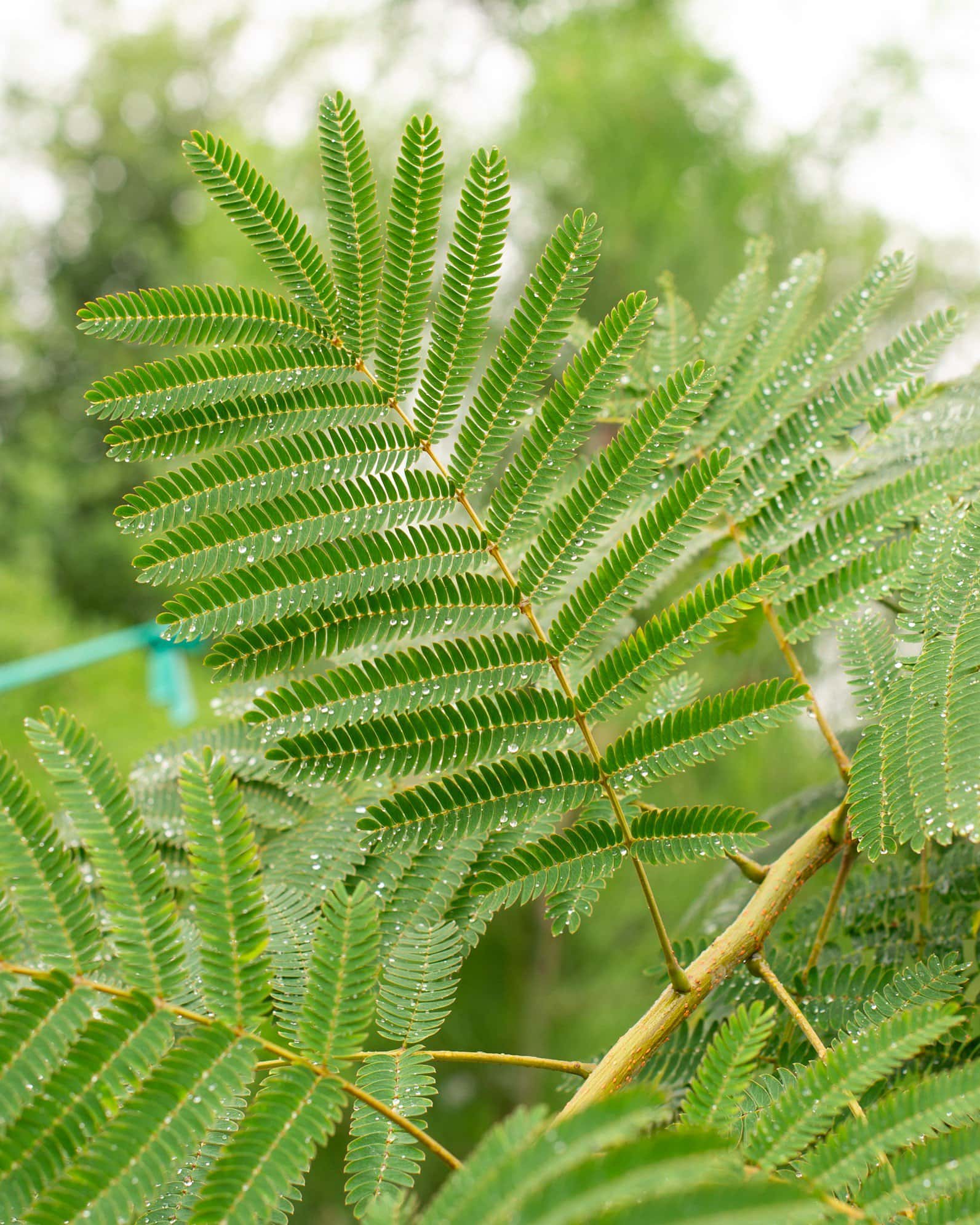 Evey's Pride Mimosa - Image 5