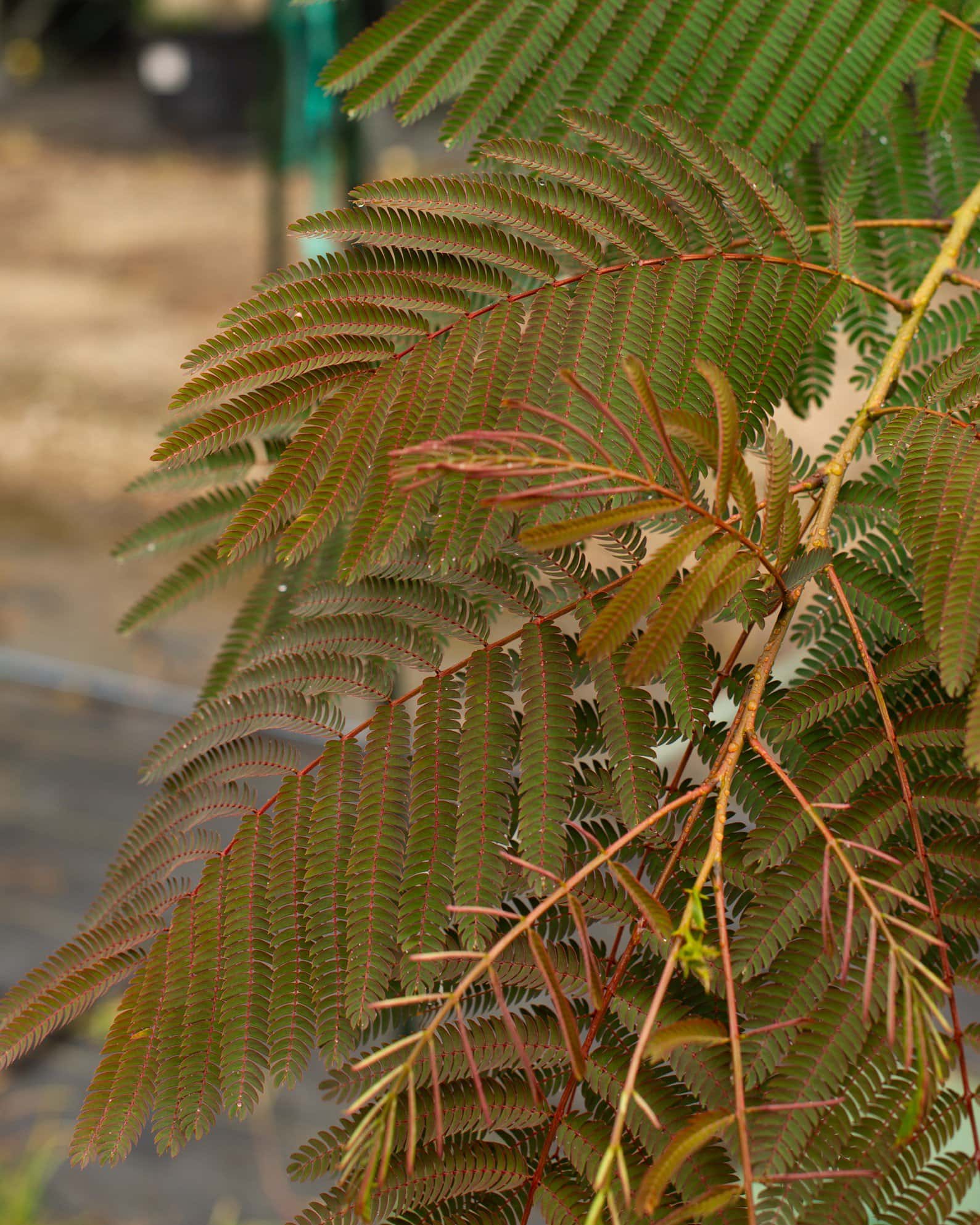Evey's Pride Mimosa - Image 6