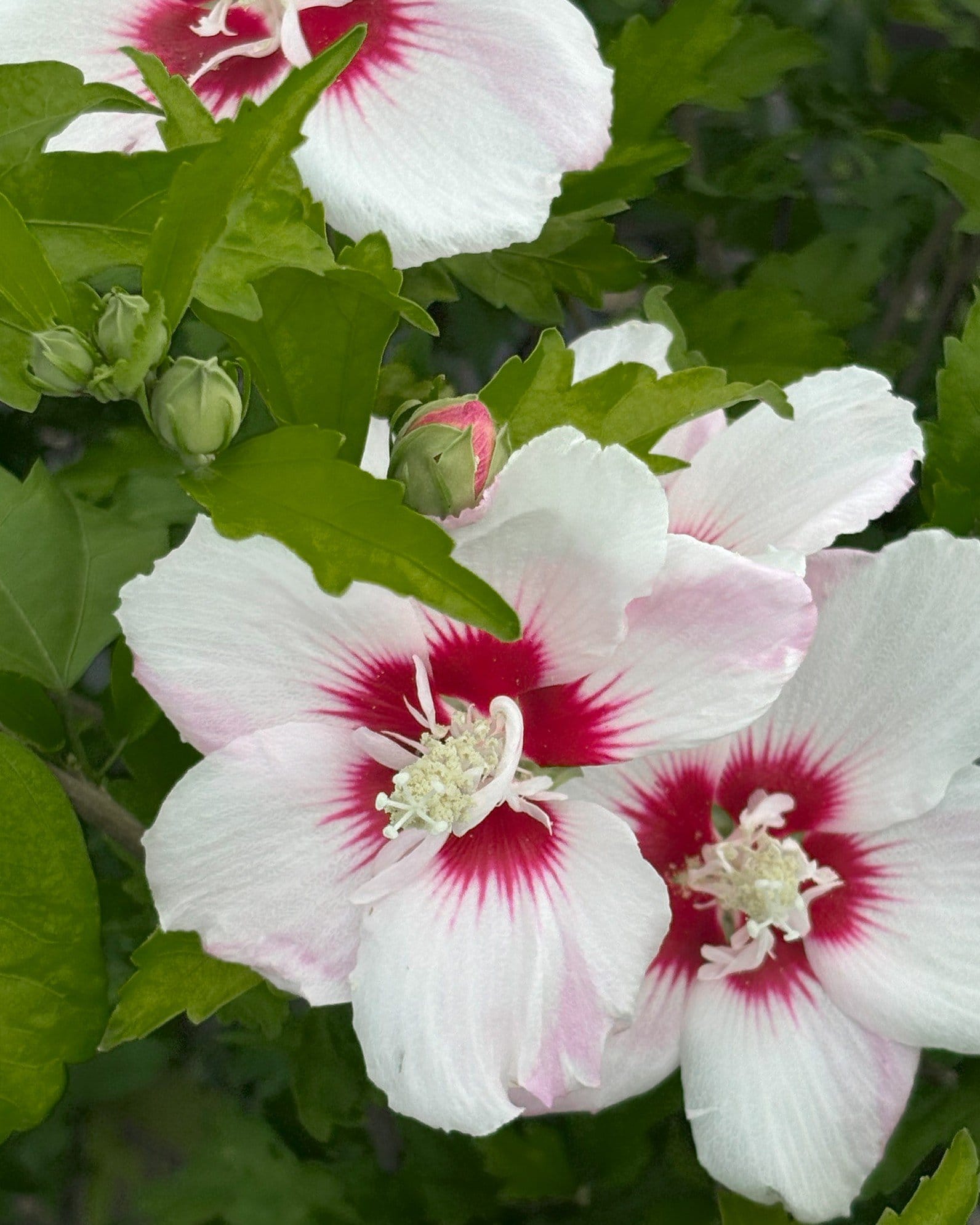 Fiji Althea