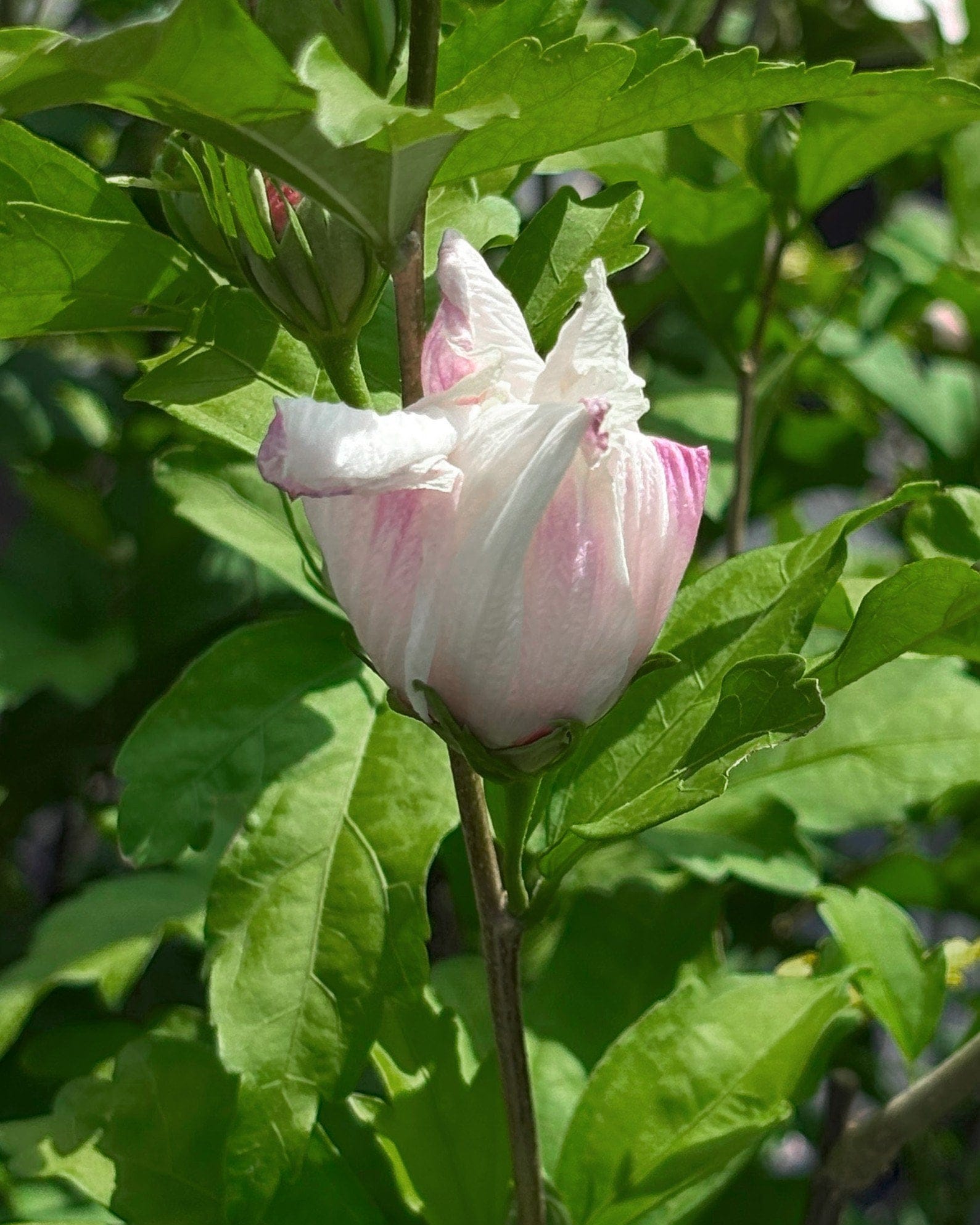 Fiji Althea - view 2