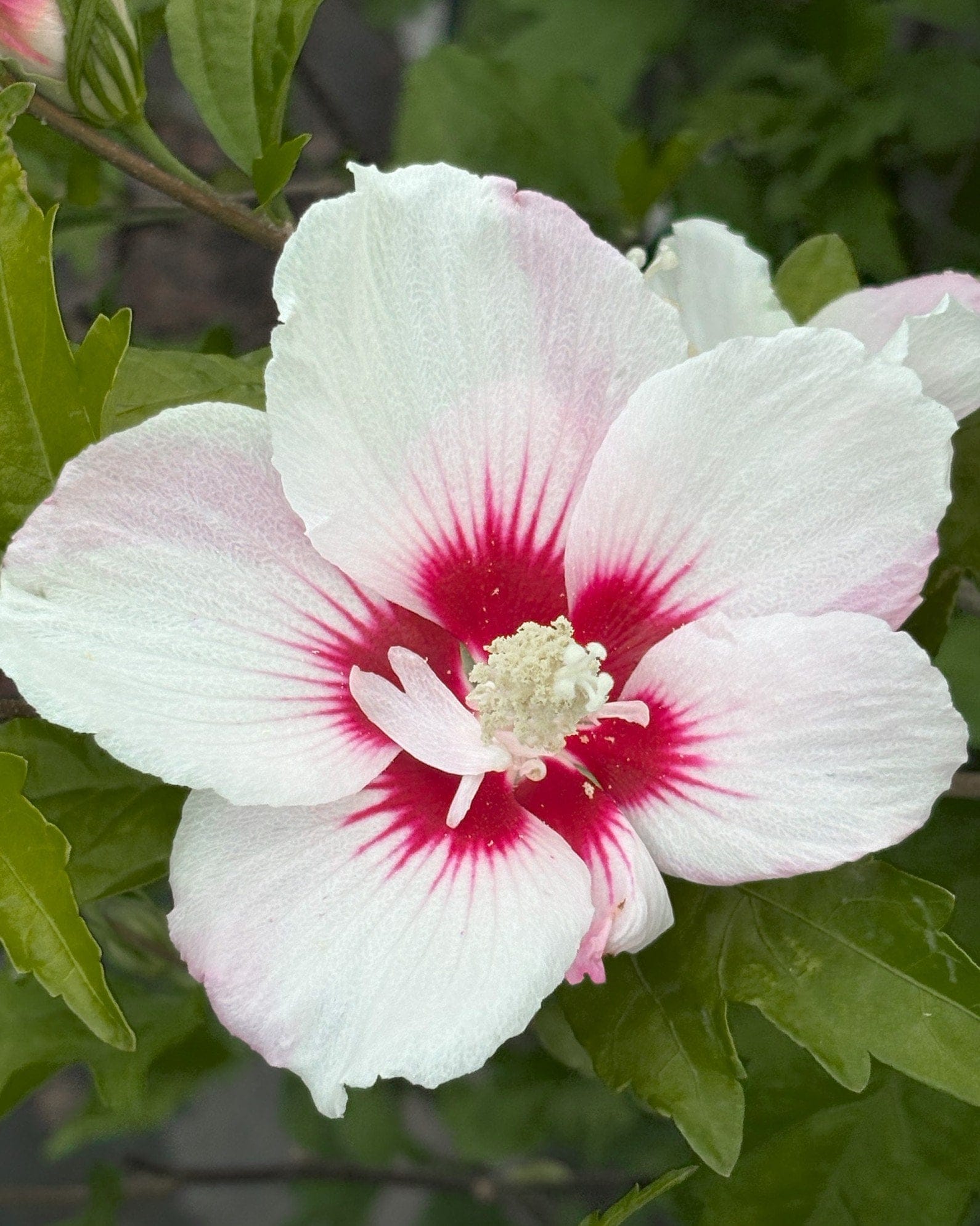 Fiji Althea - view 3
