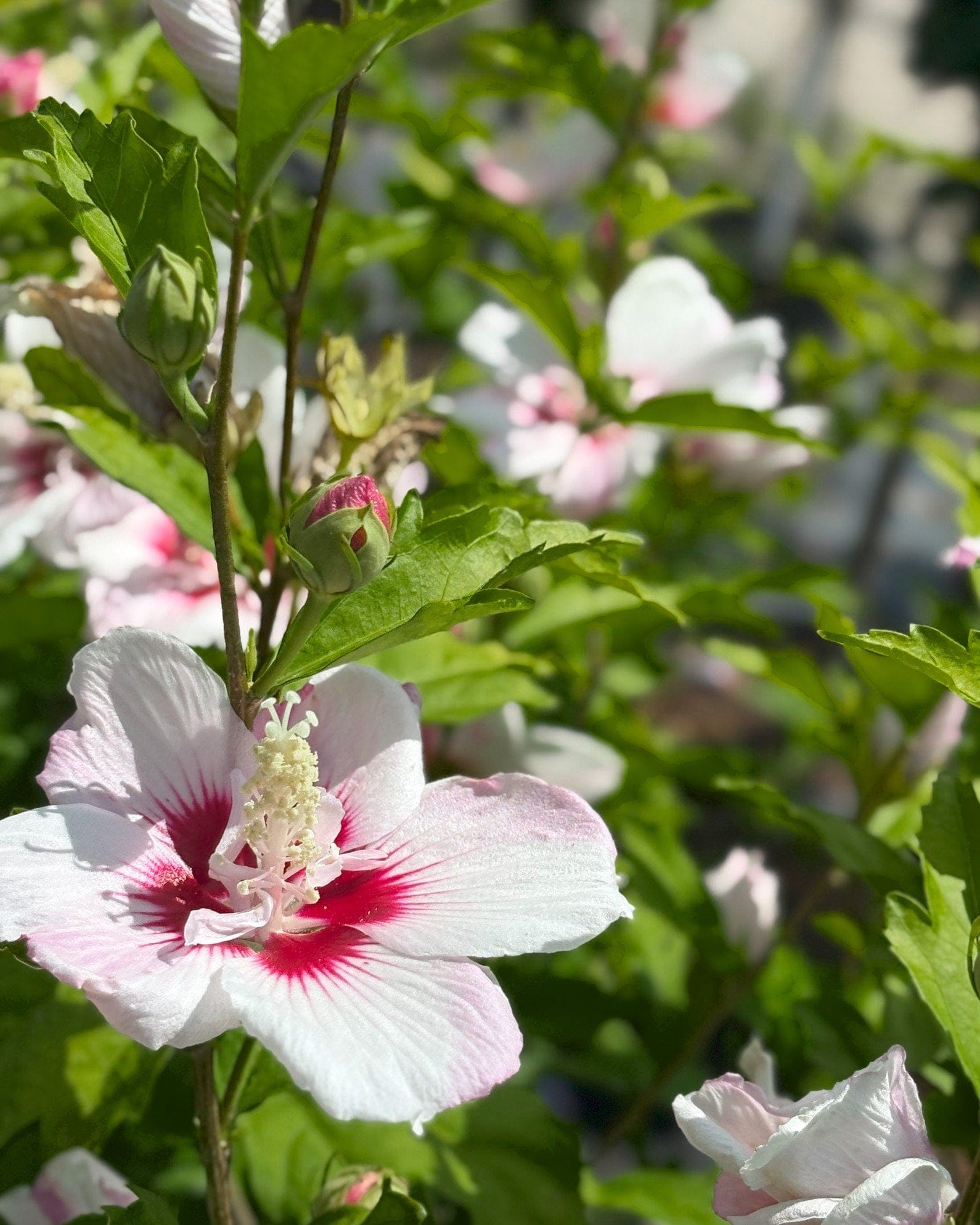Fiji Althea - view 4