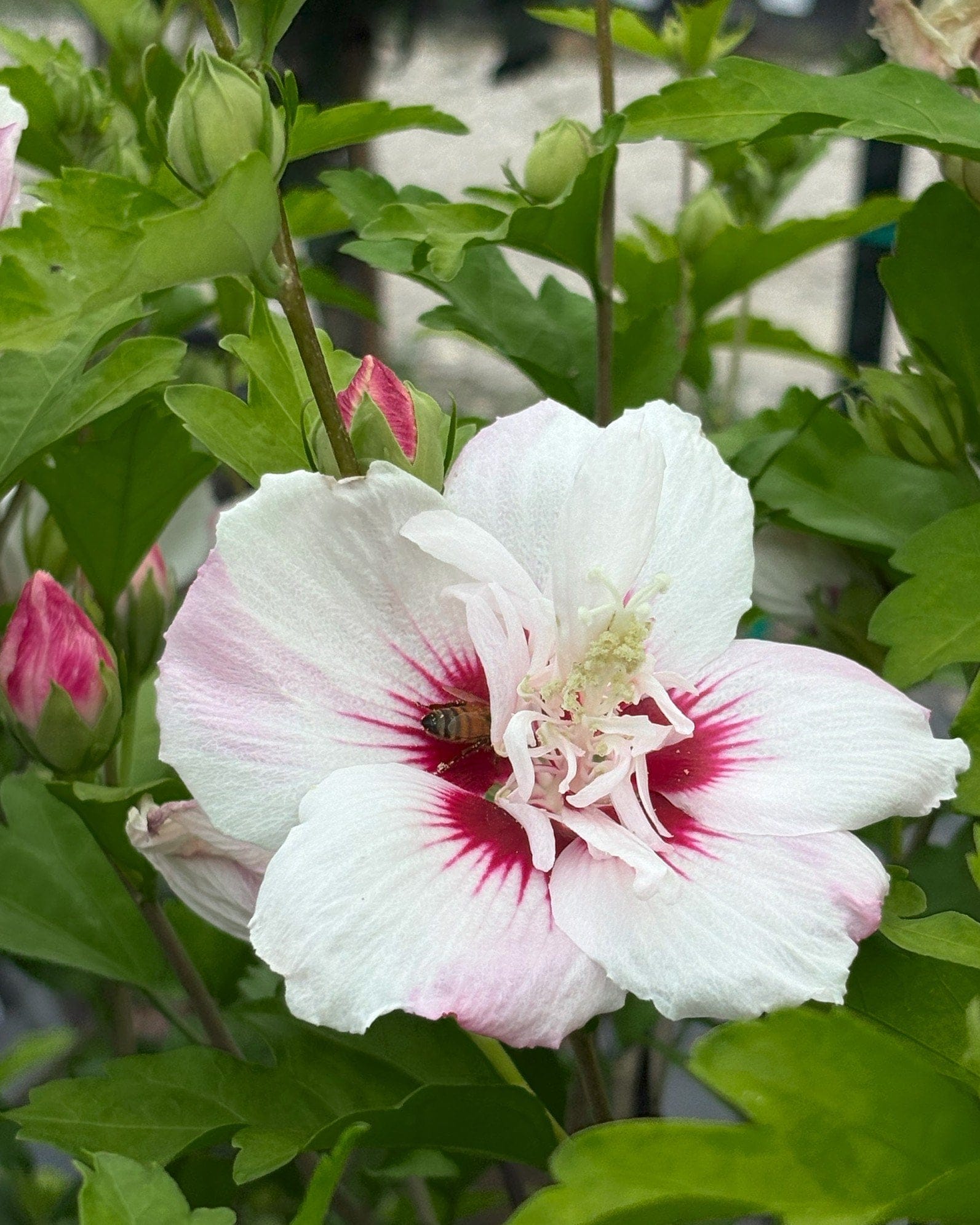 Fiji Althea - view 5
