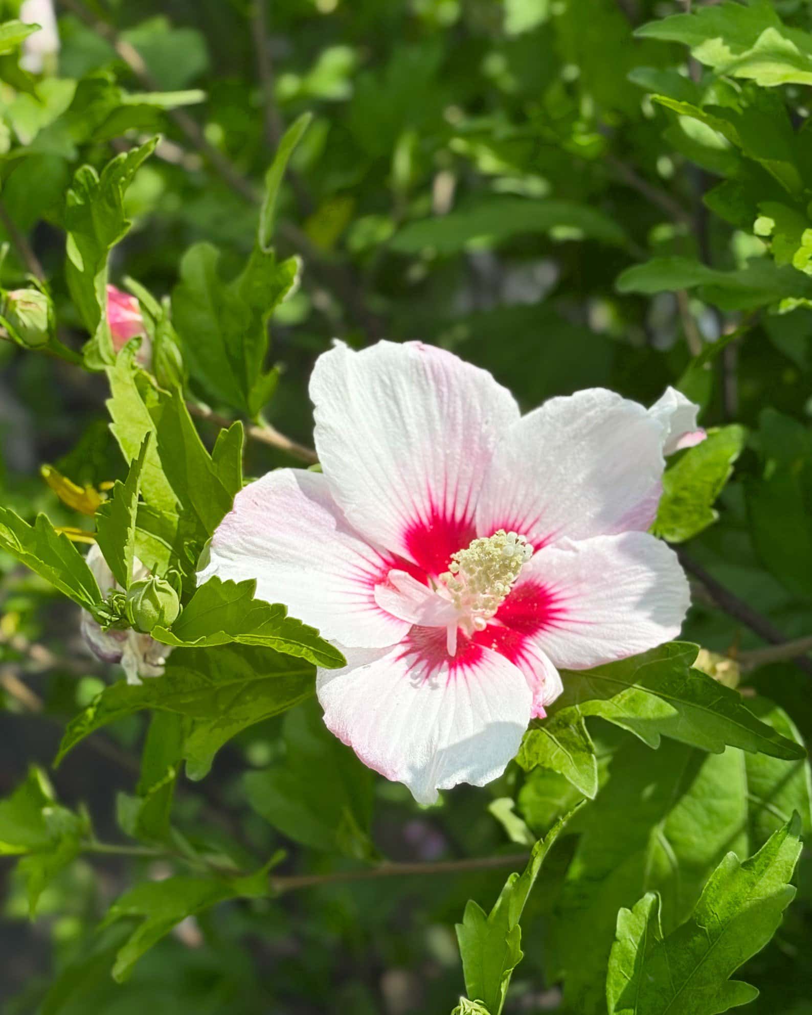 Fiji Althea - Image 5