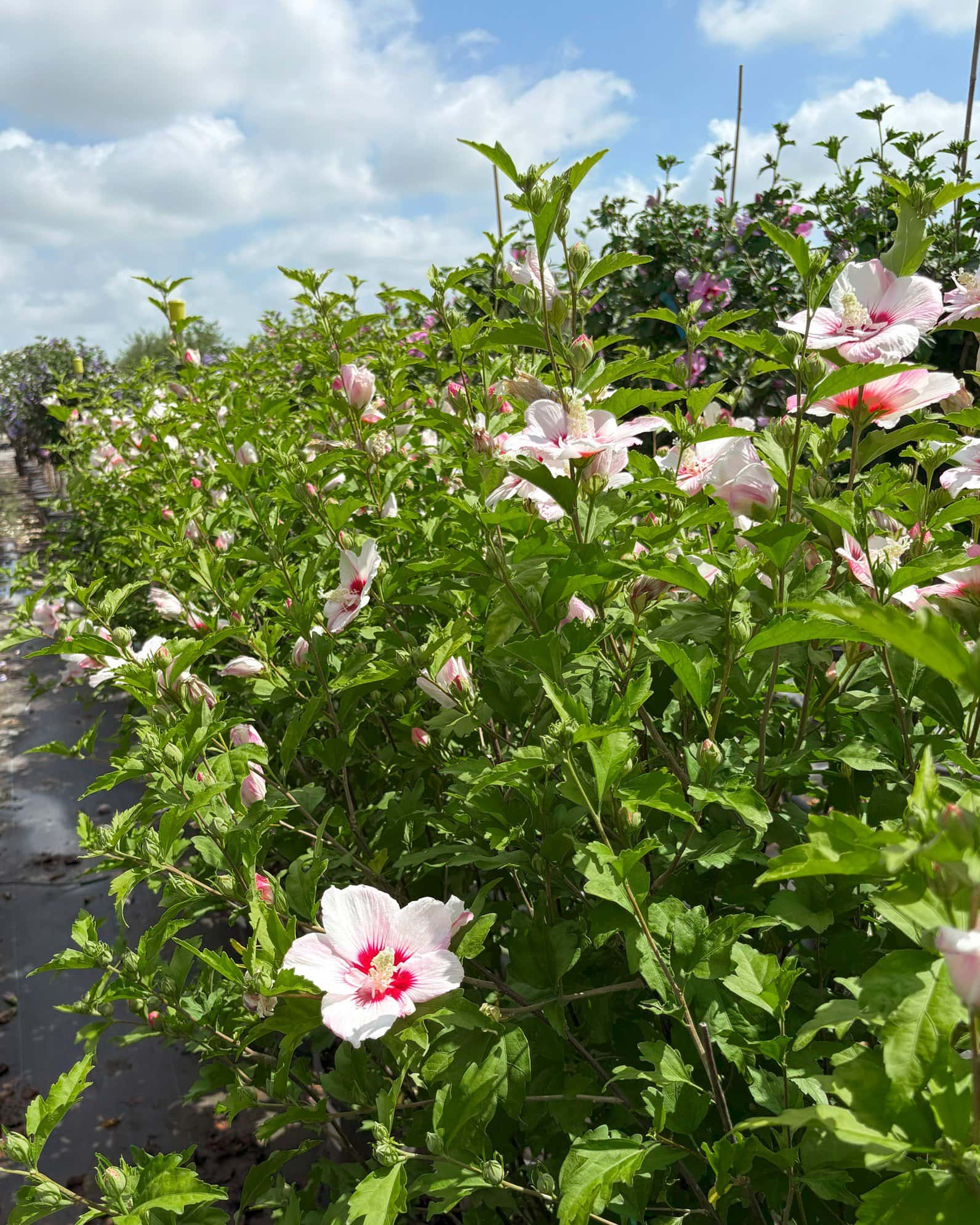 Fiji Althea - Image 6