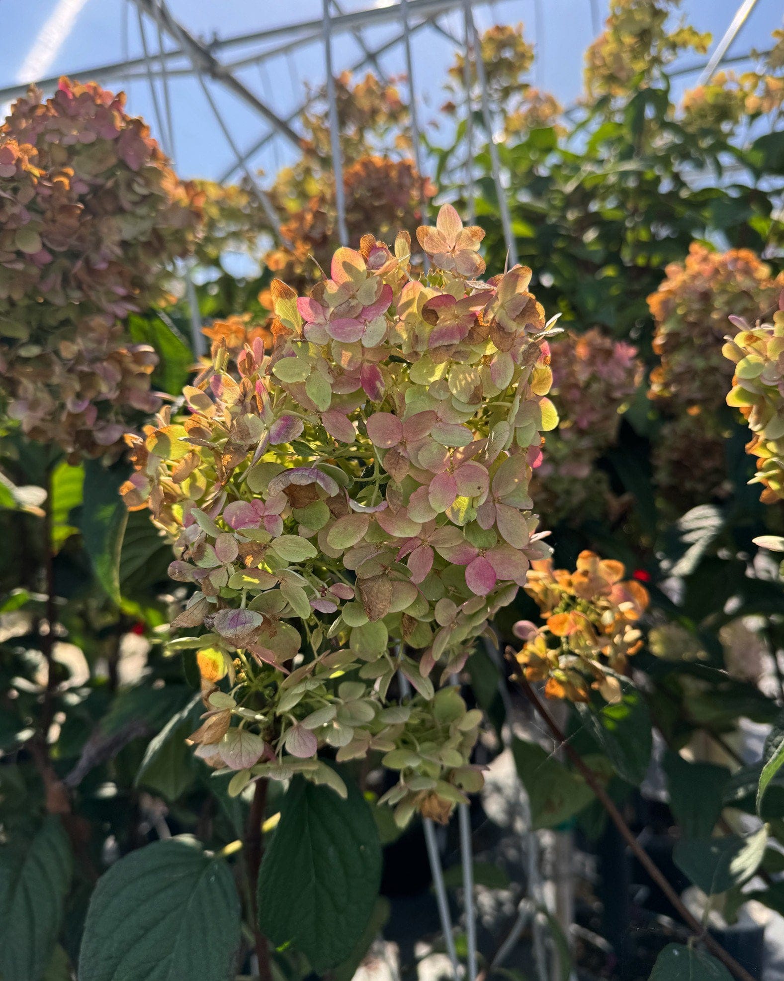 Fire Light Hydrangea Tree Form
