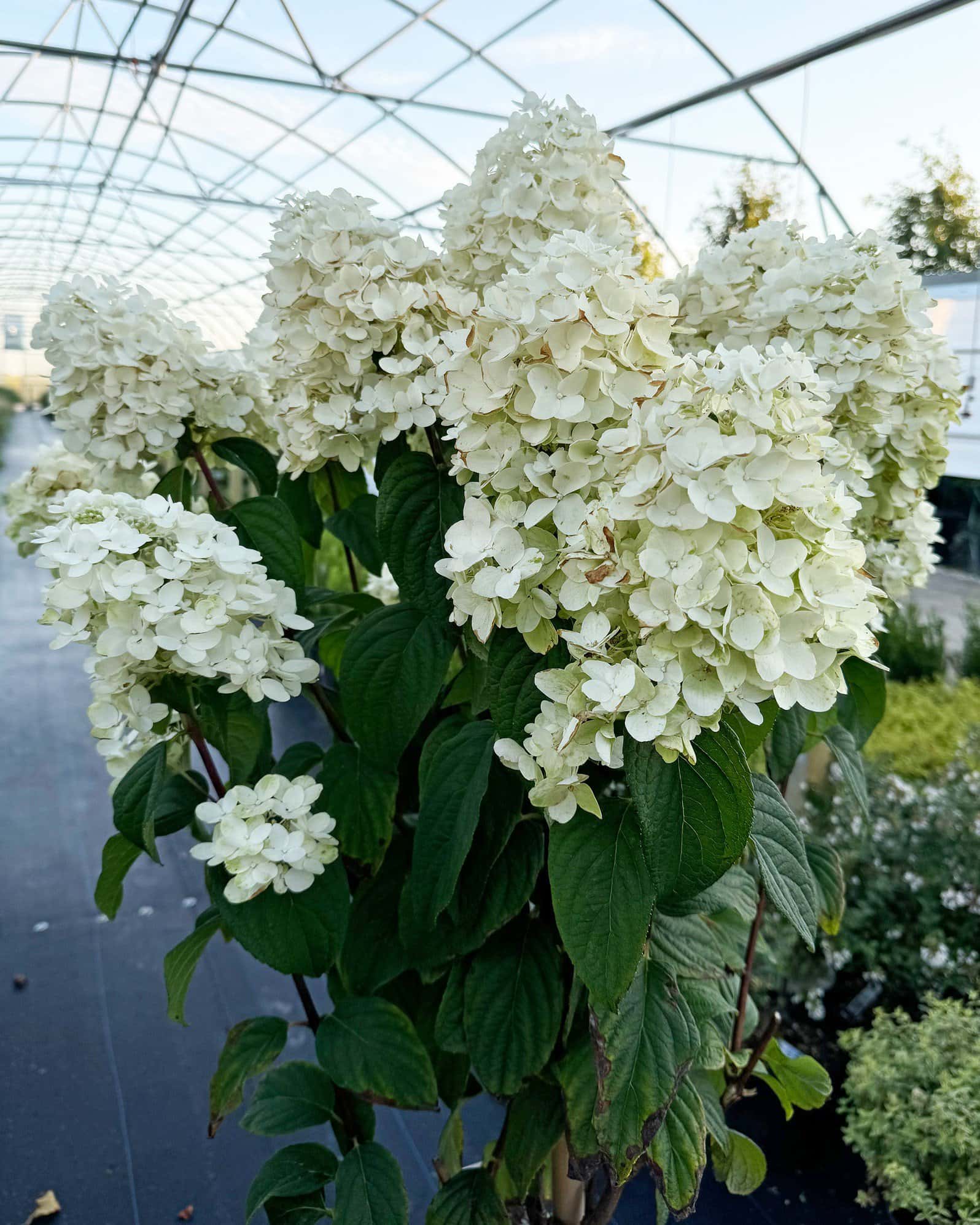 Fire Light Hydrangea Tree Form - Image 2