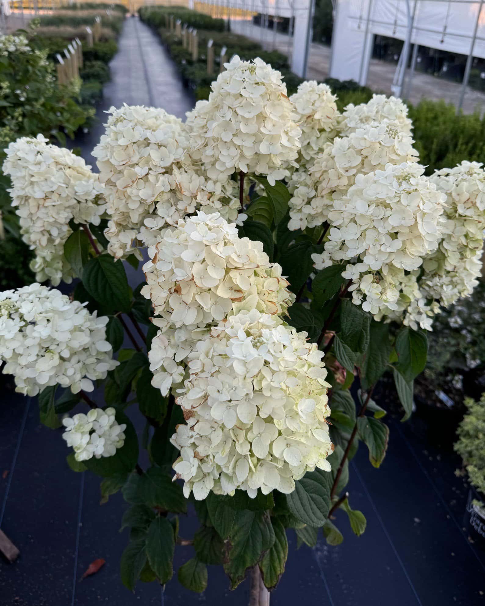Fire Light Hydrangea Tree Form - Image 3
