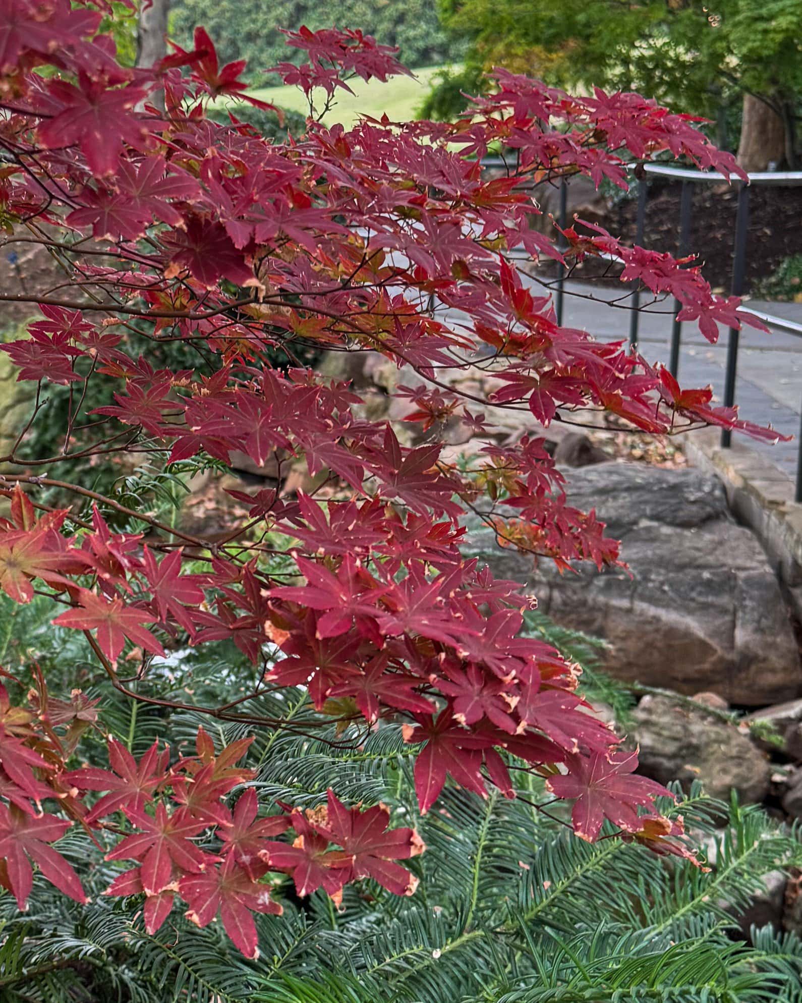 Fireglow Japanese Maple - Main Image