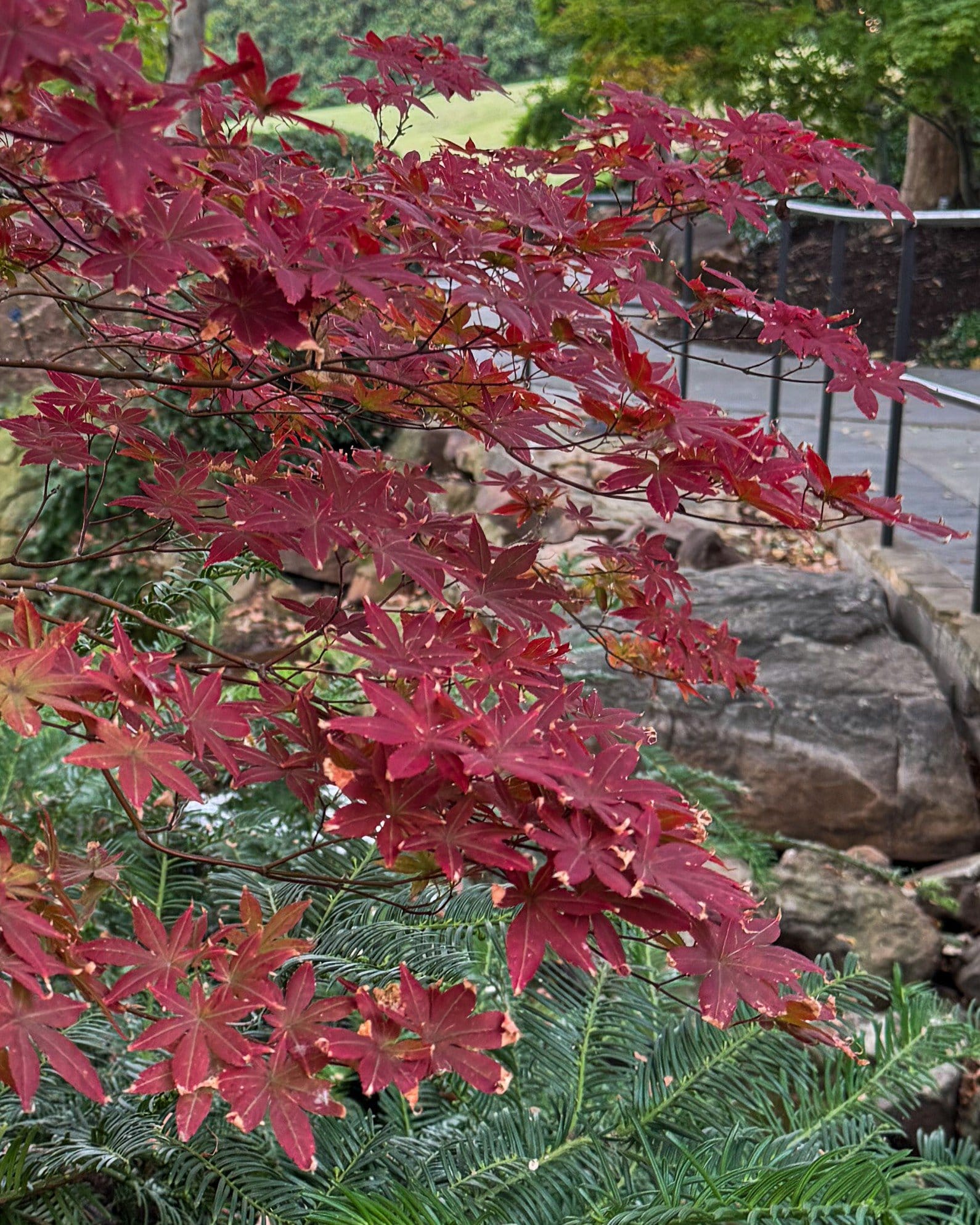 Fireglow Japanese Maple