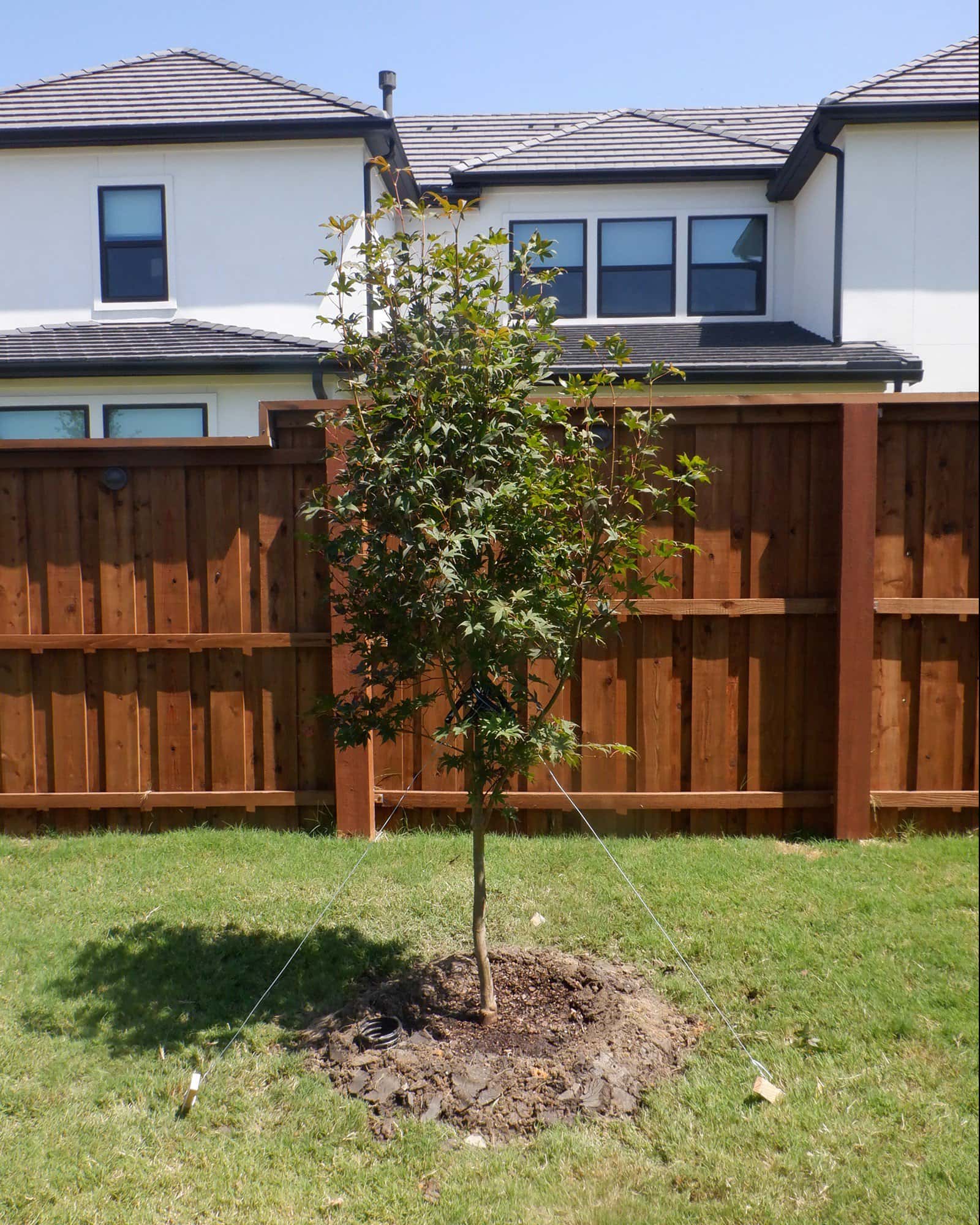 Fireglow Japanese Maple - Image 1