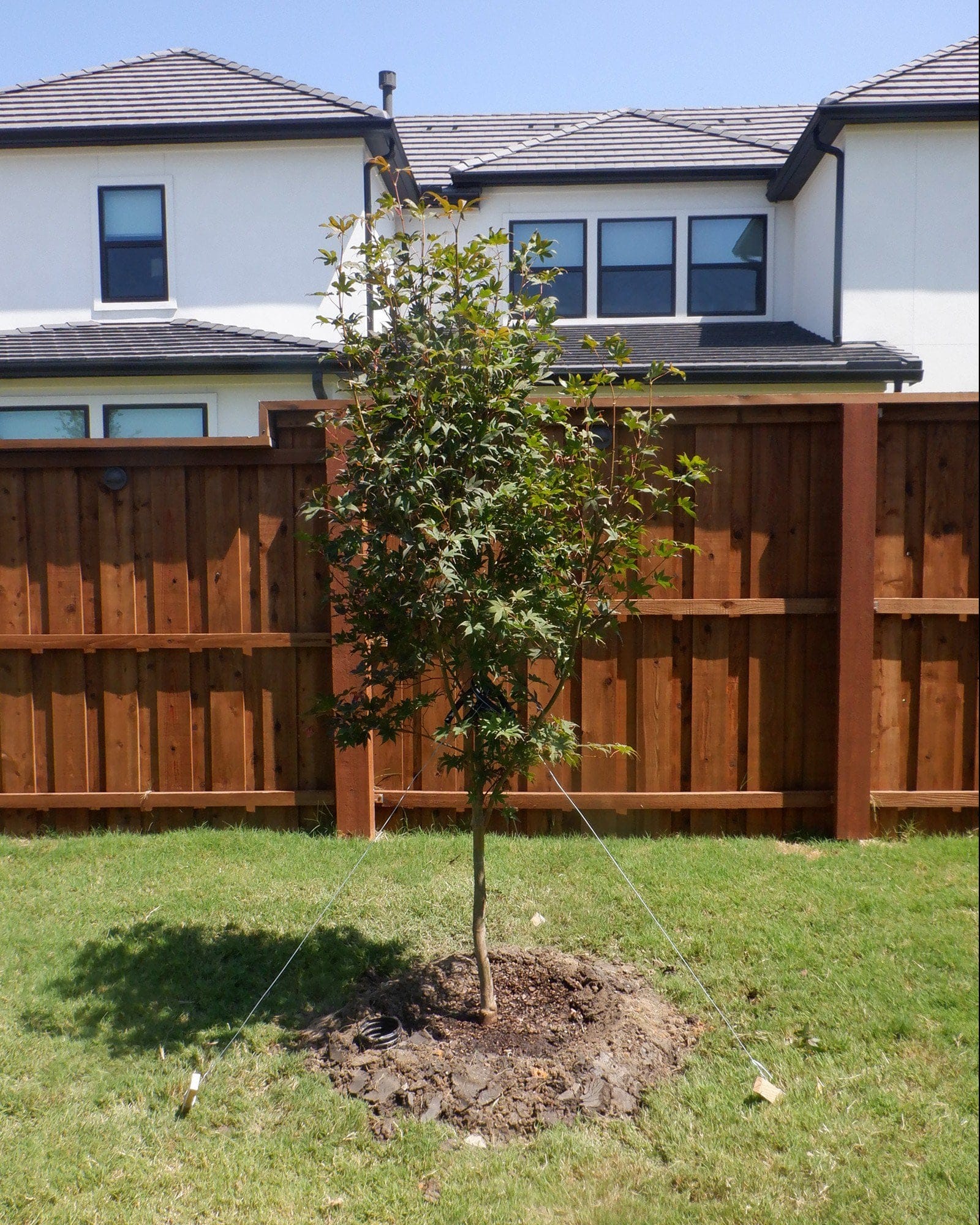 Fireglow Japanese Maple - view 2