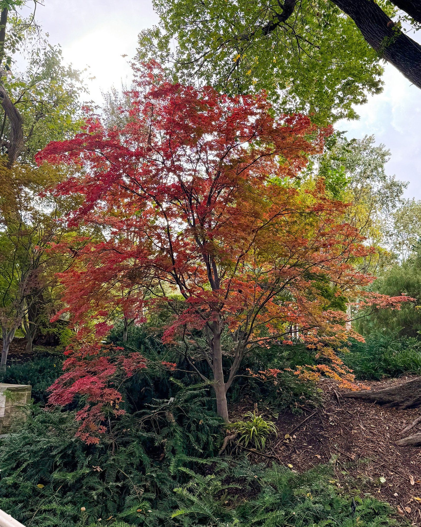 Fireglow Japanese Maple - view 3