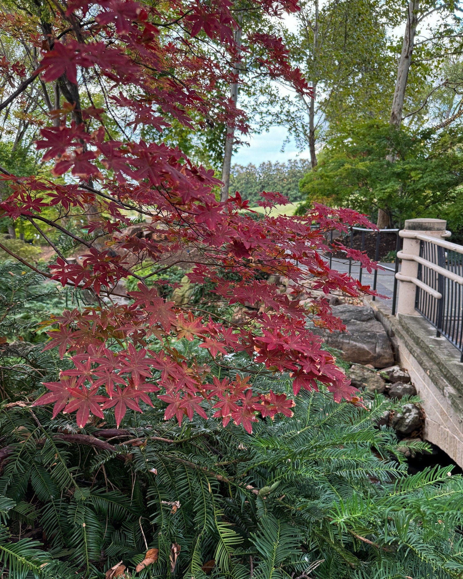 Fireglow Japanese Maple - view 4