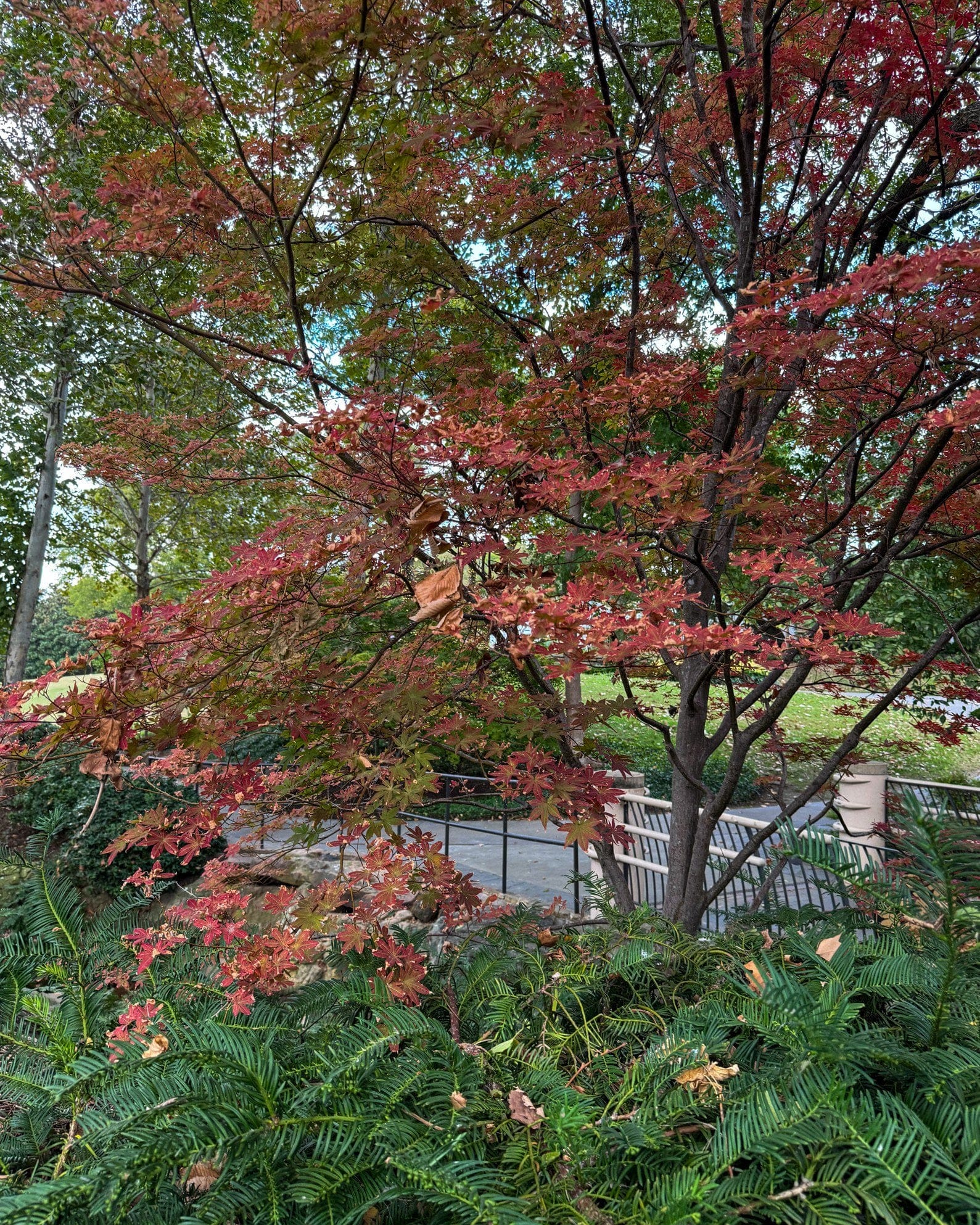 Fireglow Japanese Maple - view 5