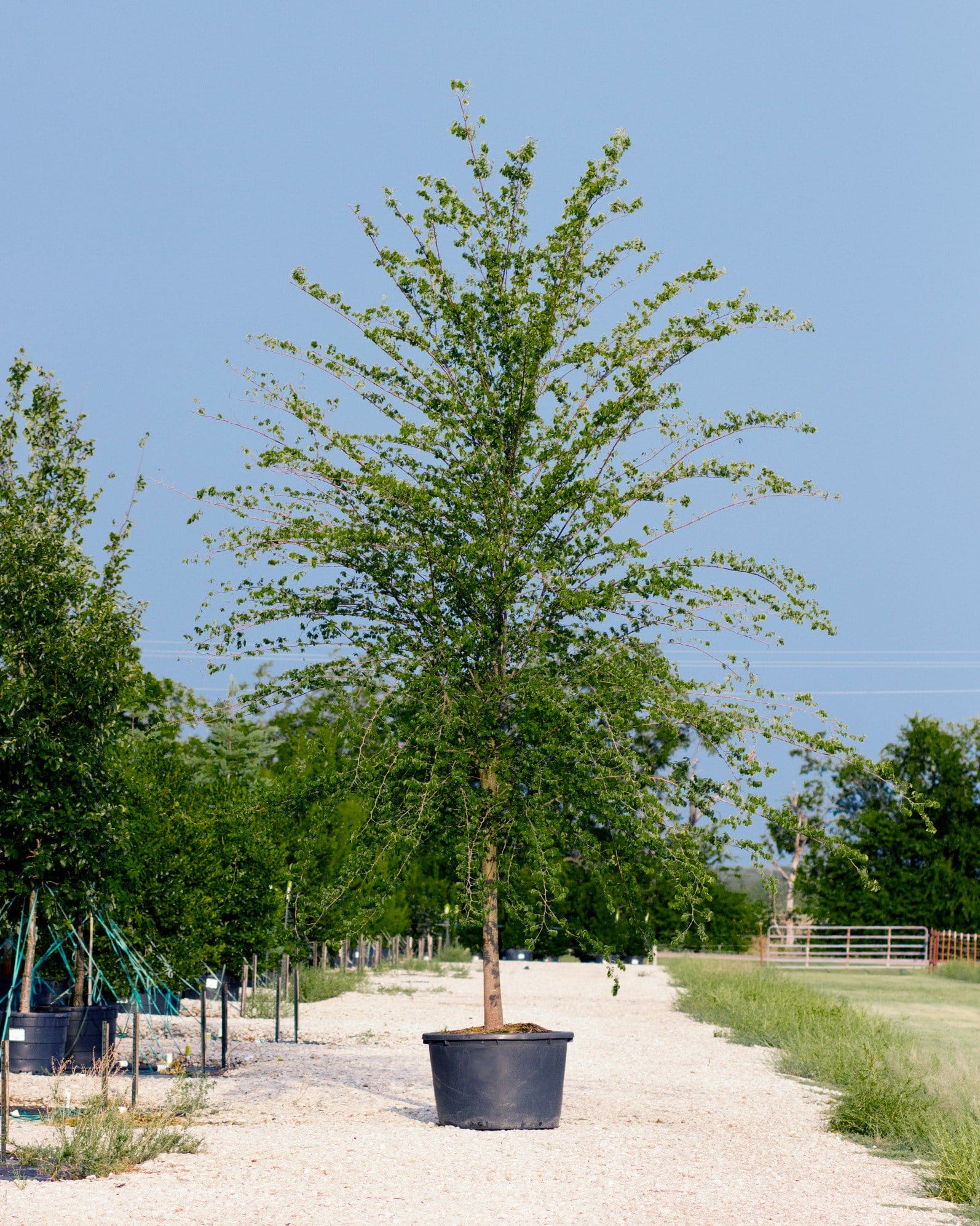 Frontier Elm