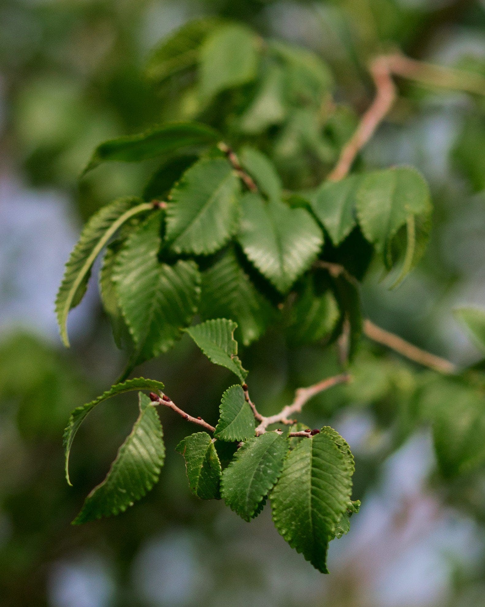Frontier Elm - view 3