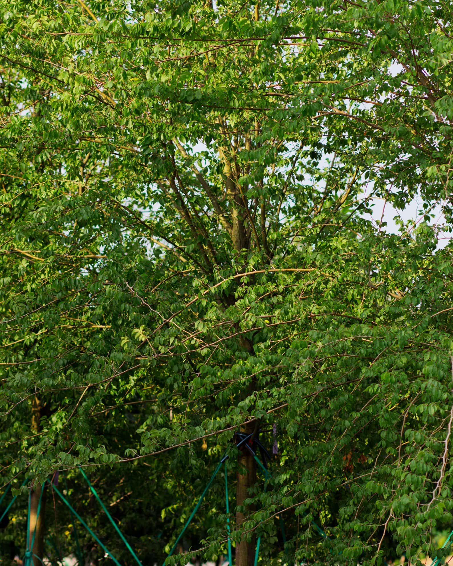 Frontier Elm - Image 3