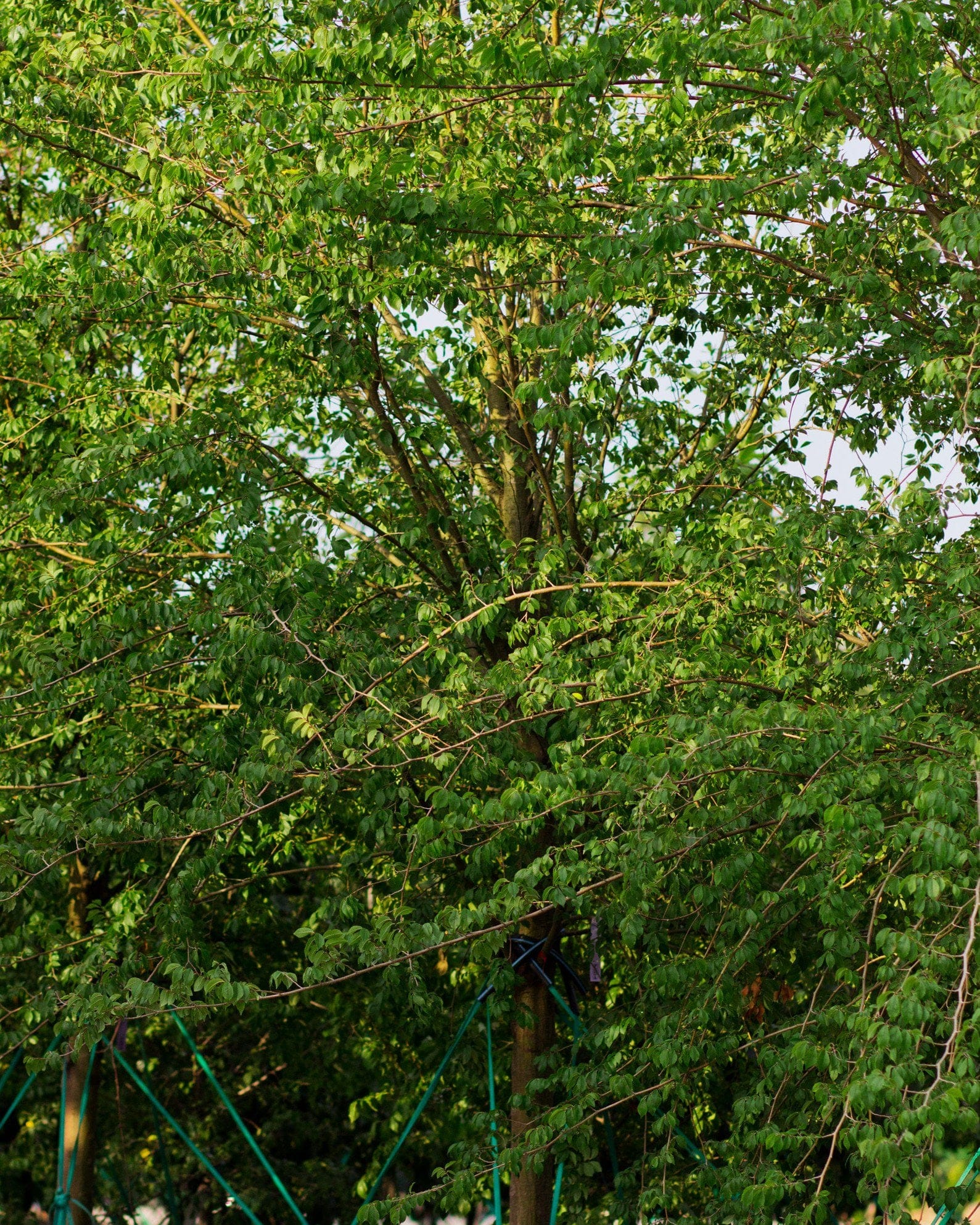 Frontier Elm - view 4