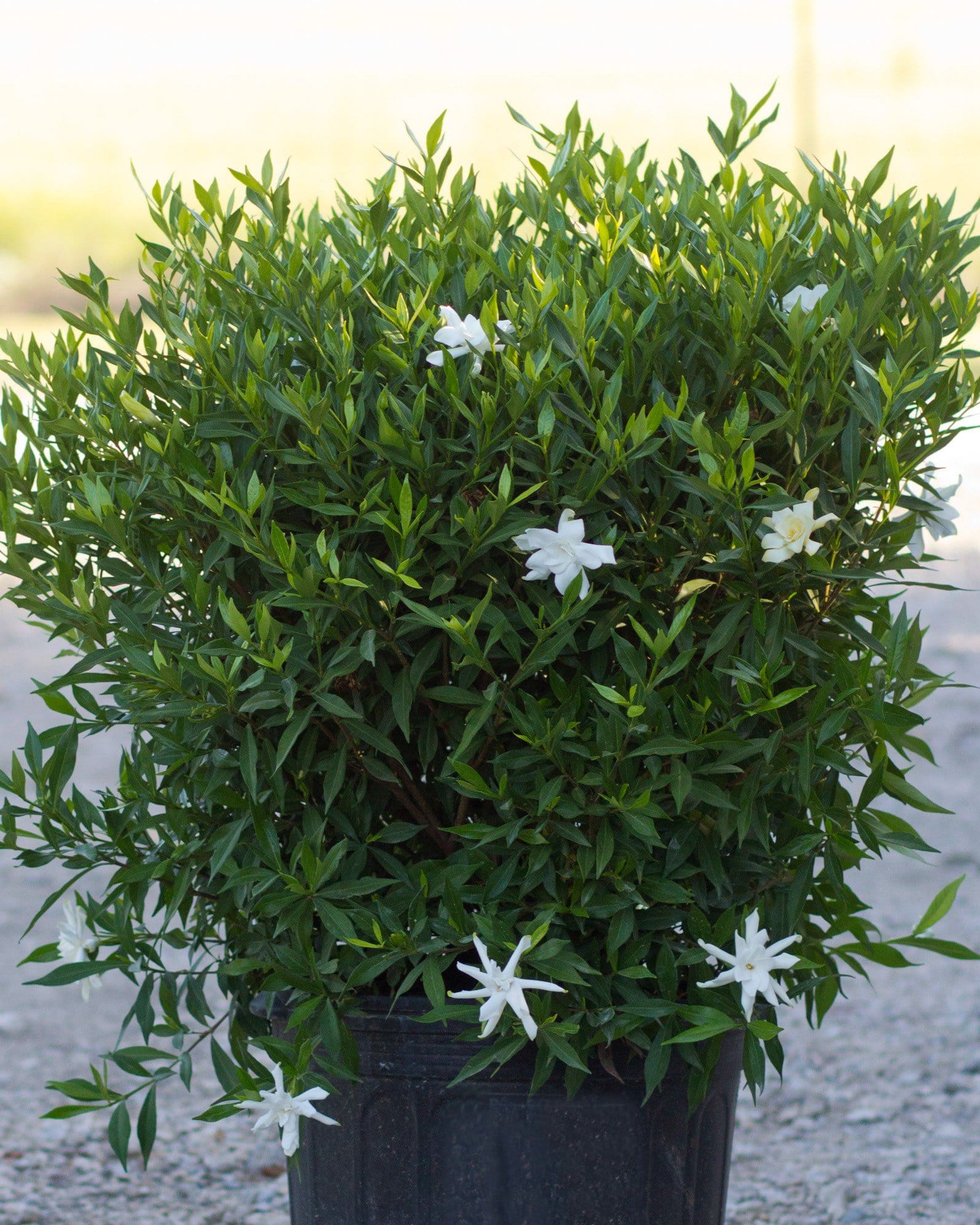 Frost Proof Gardenia