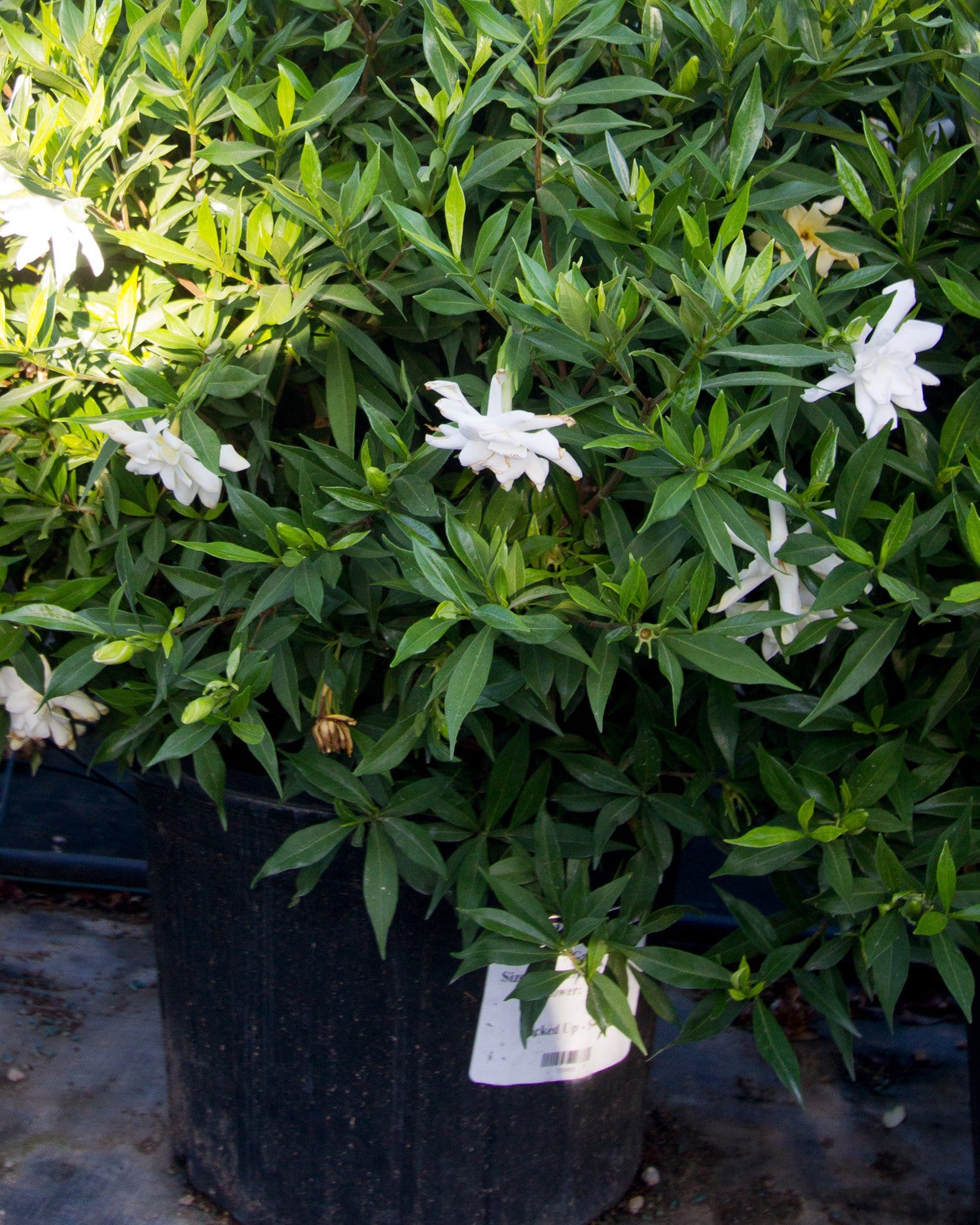 Frost Proof Gardenia - view 2