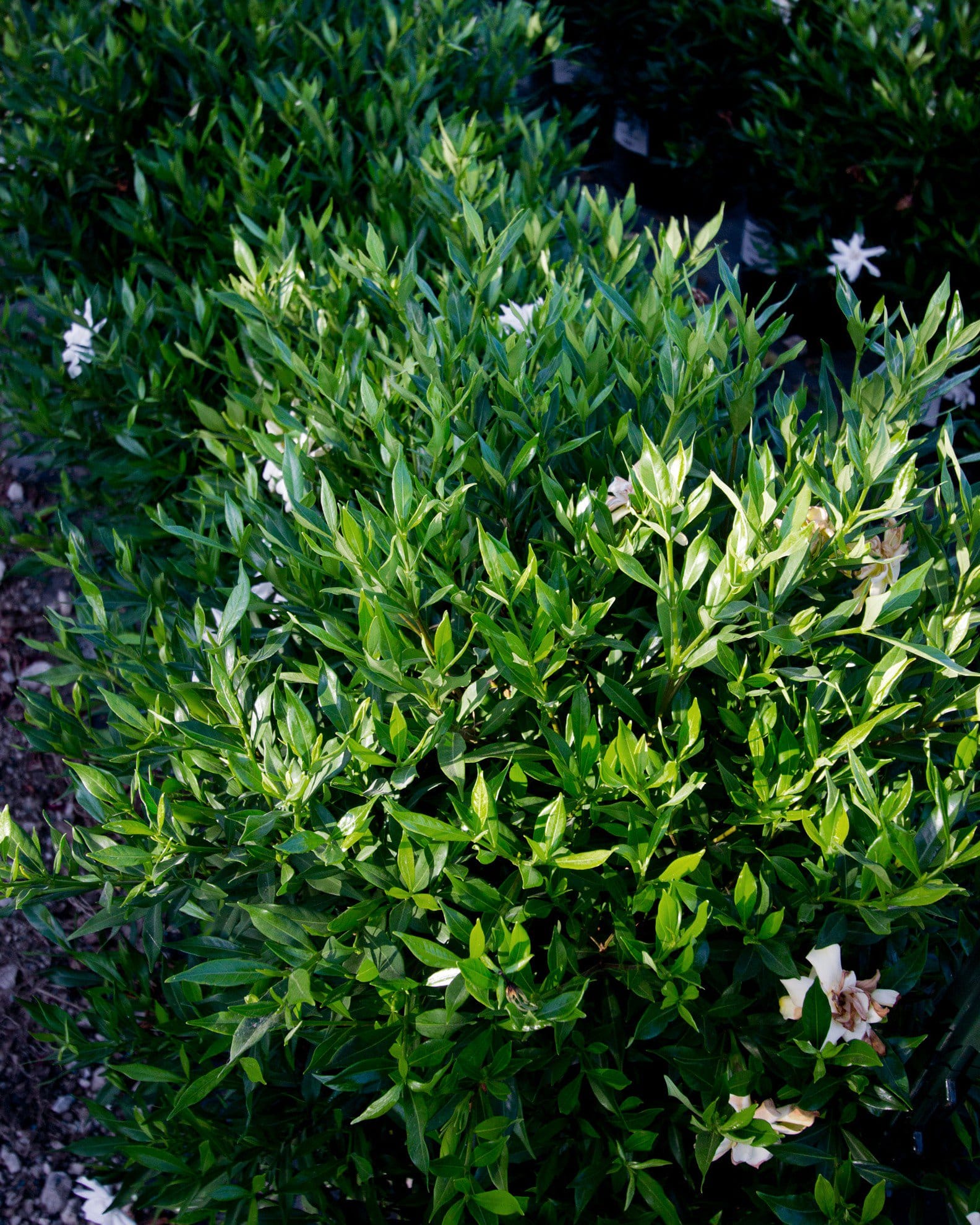 Frost Proof Gardenia - view 3