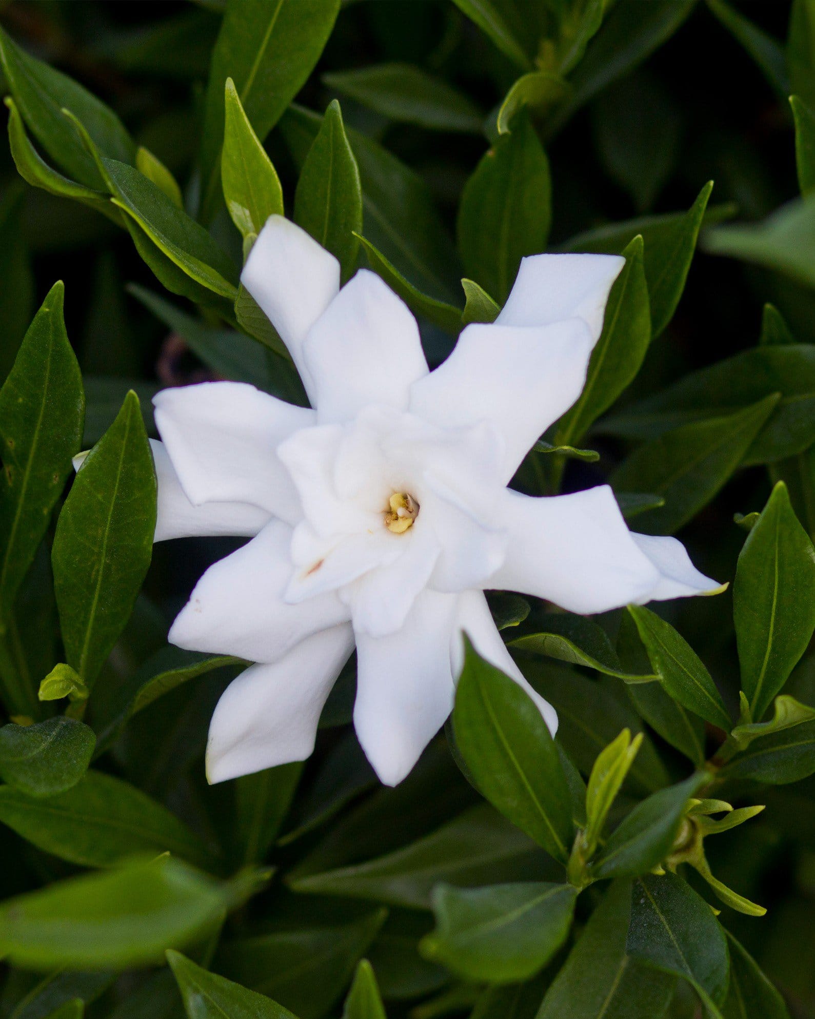 Frost Proof Gardenia - view 4