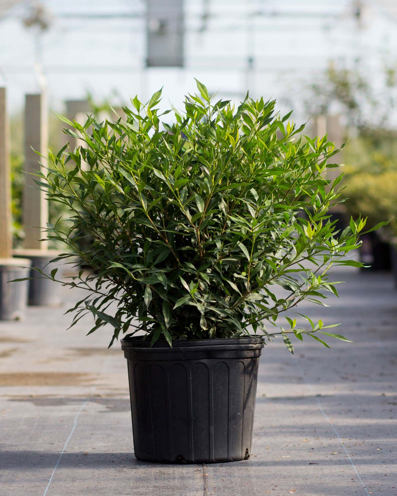 Frost Proof Gardenia - Image 4