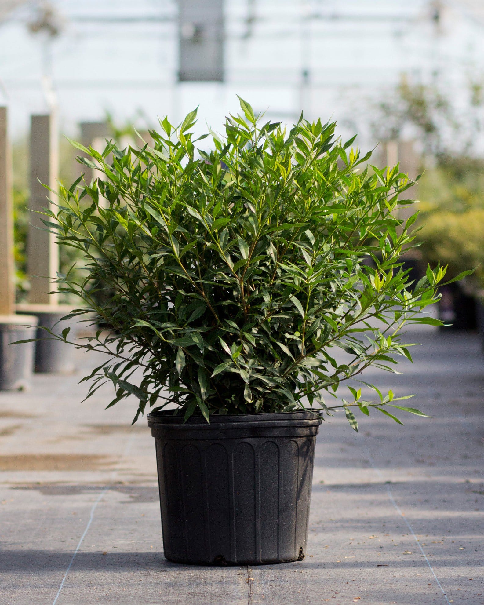 Frost Proof Gardenia - view 5