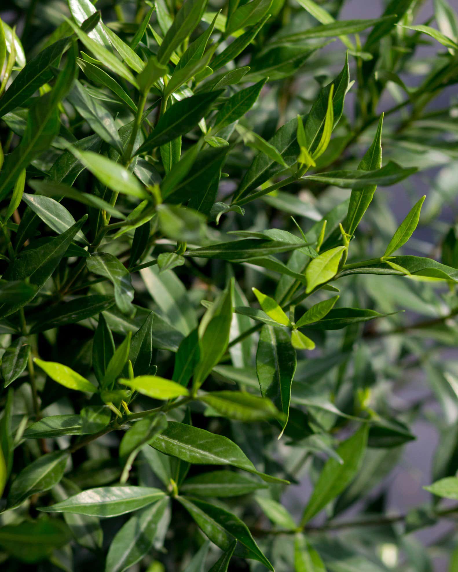 Frost Proof Gardenia - Image 6