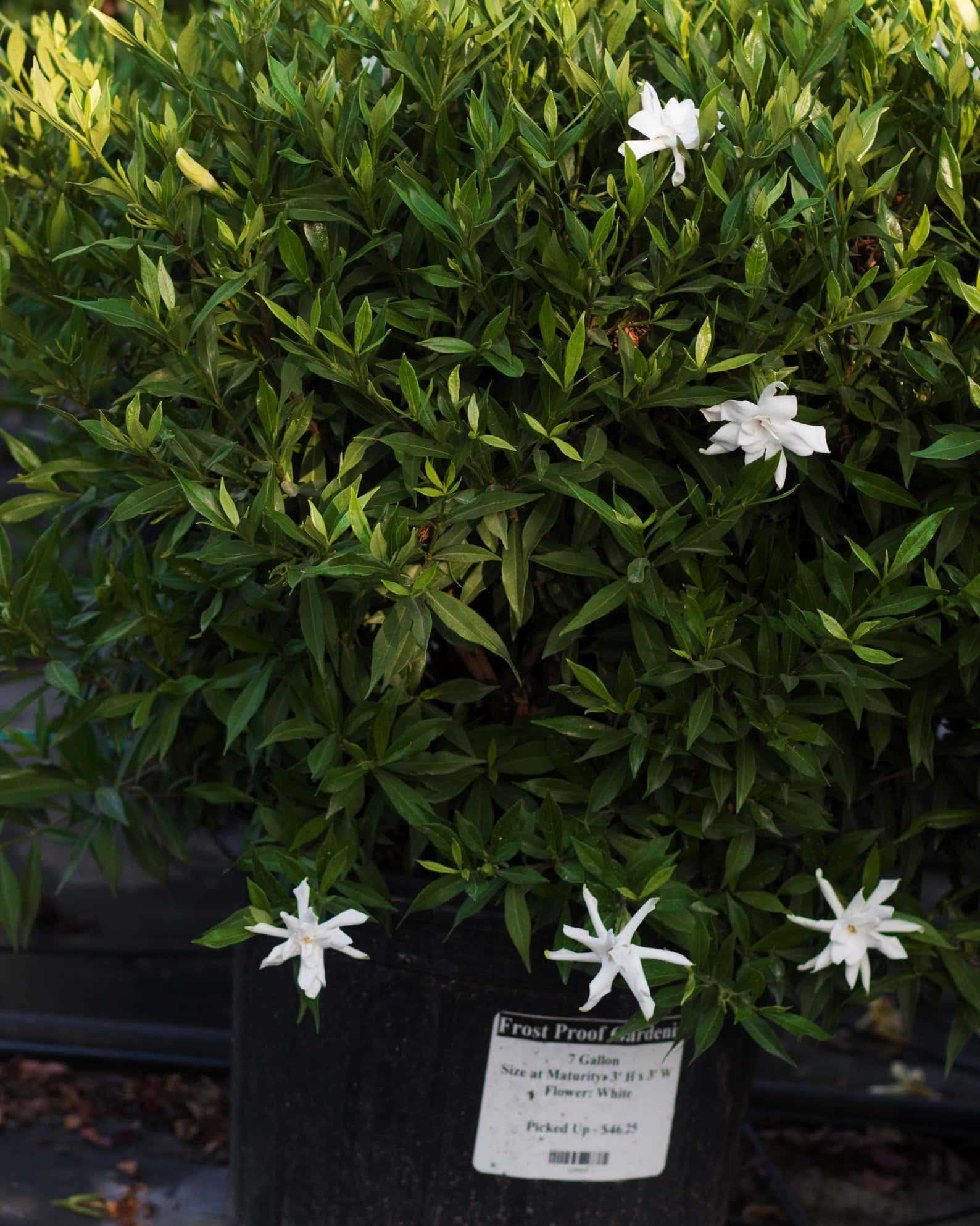 Frost Proof Gardenia - Image 7