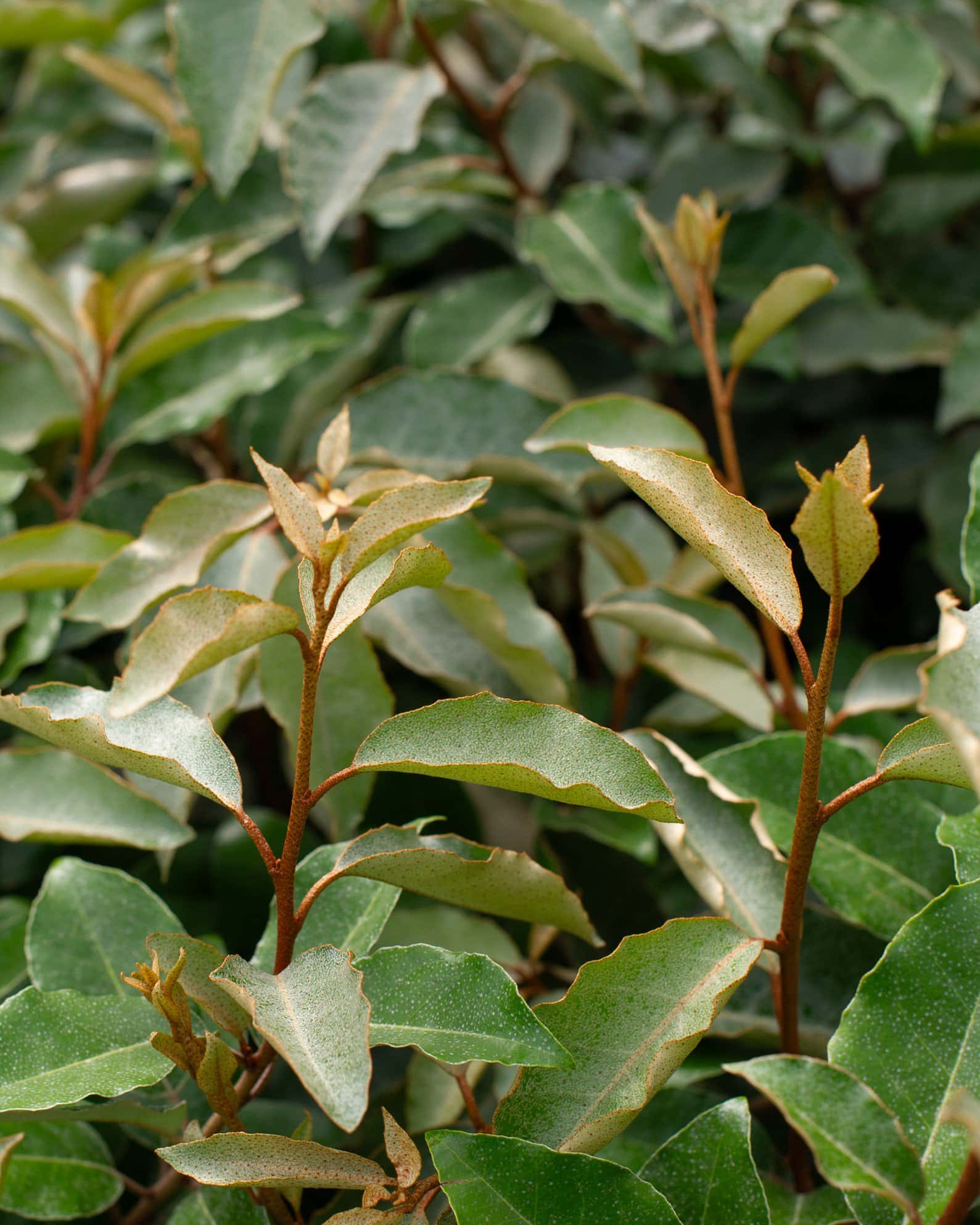Fruitland Elaeagnus - Main Image