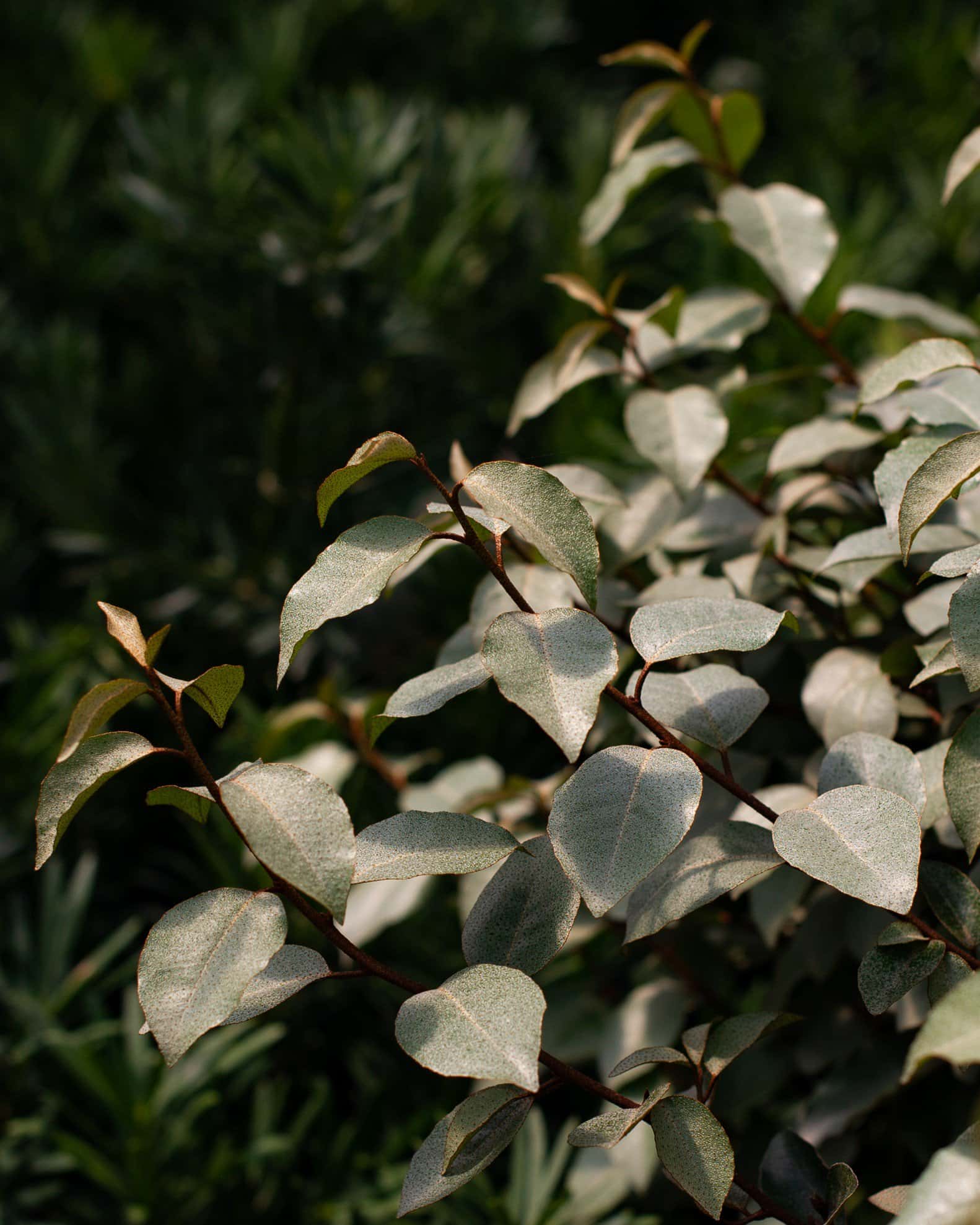 Fruitland Elaeagnus - Image 1