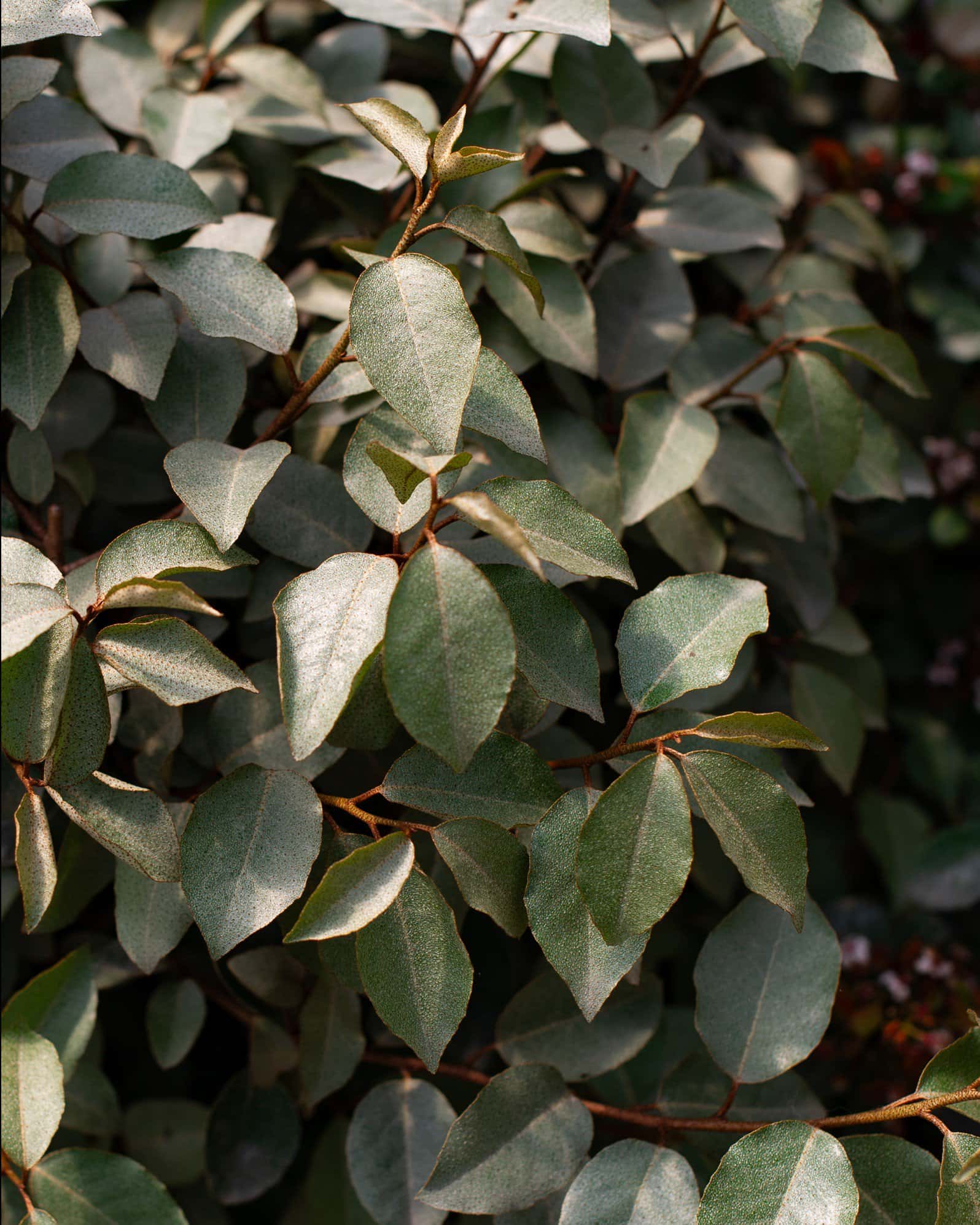 Fruitland Elaeagnus - Image 2