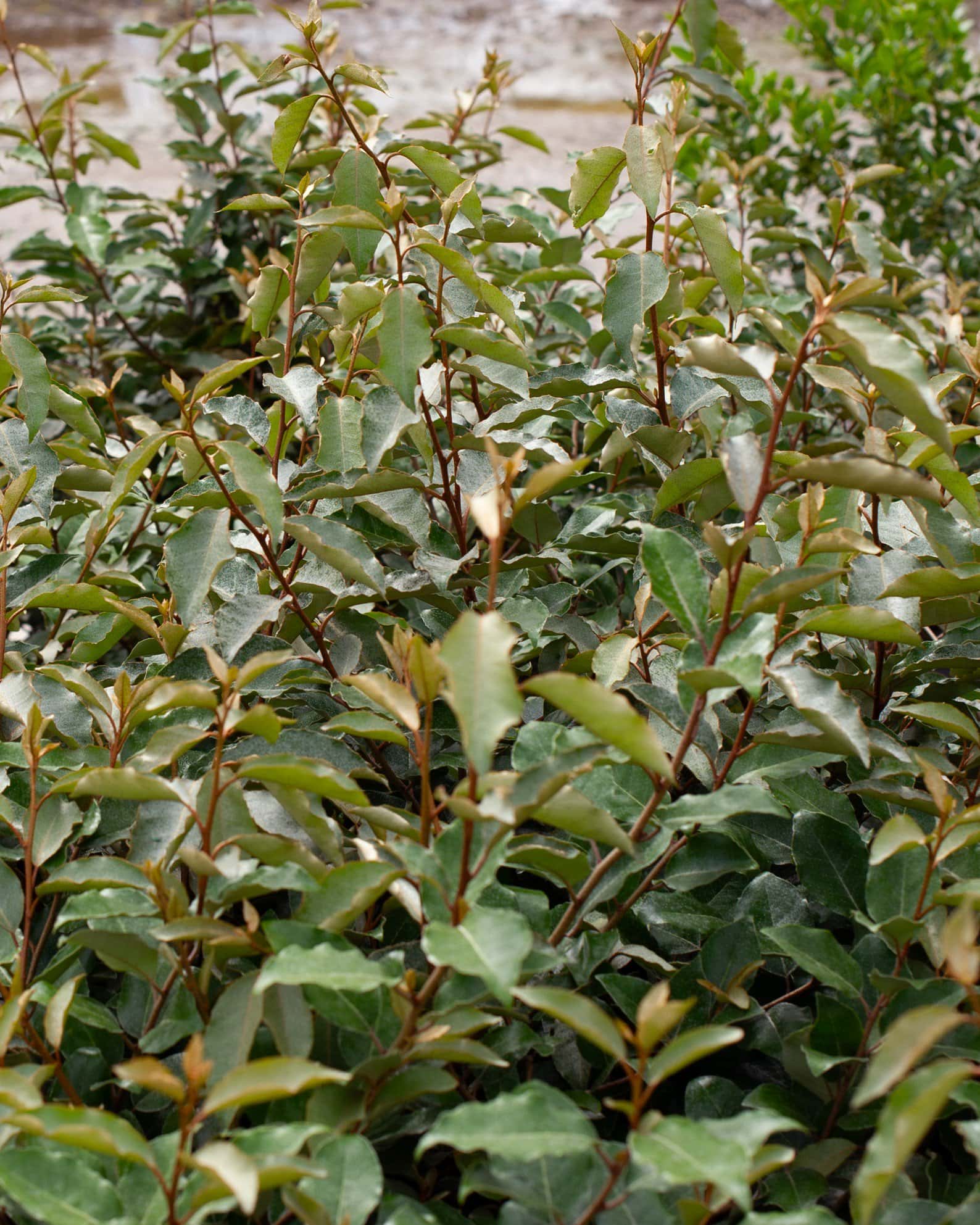Fruitland Elaeagnus - Image 3
