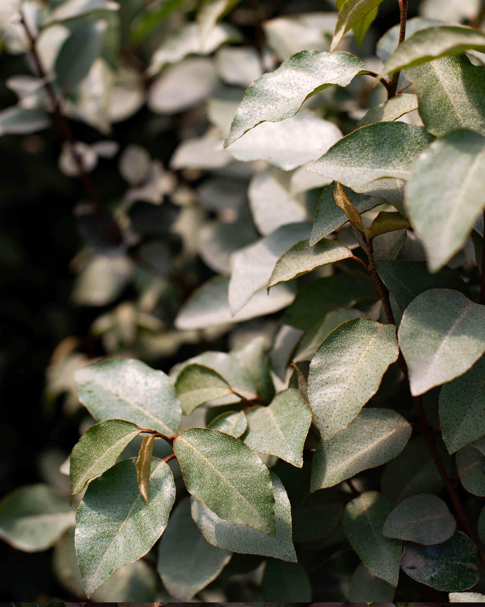Fruitland Elaeagnus - Image 4