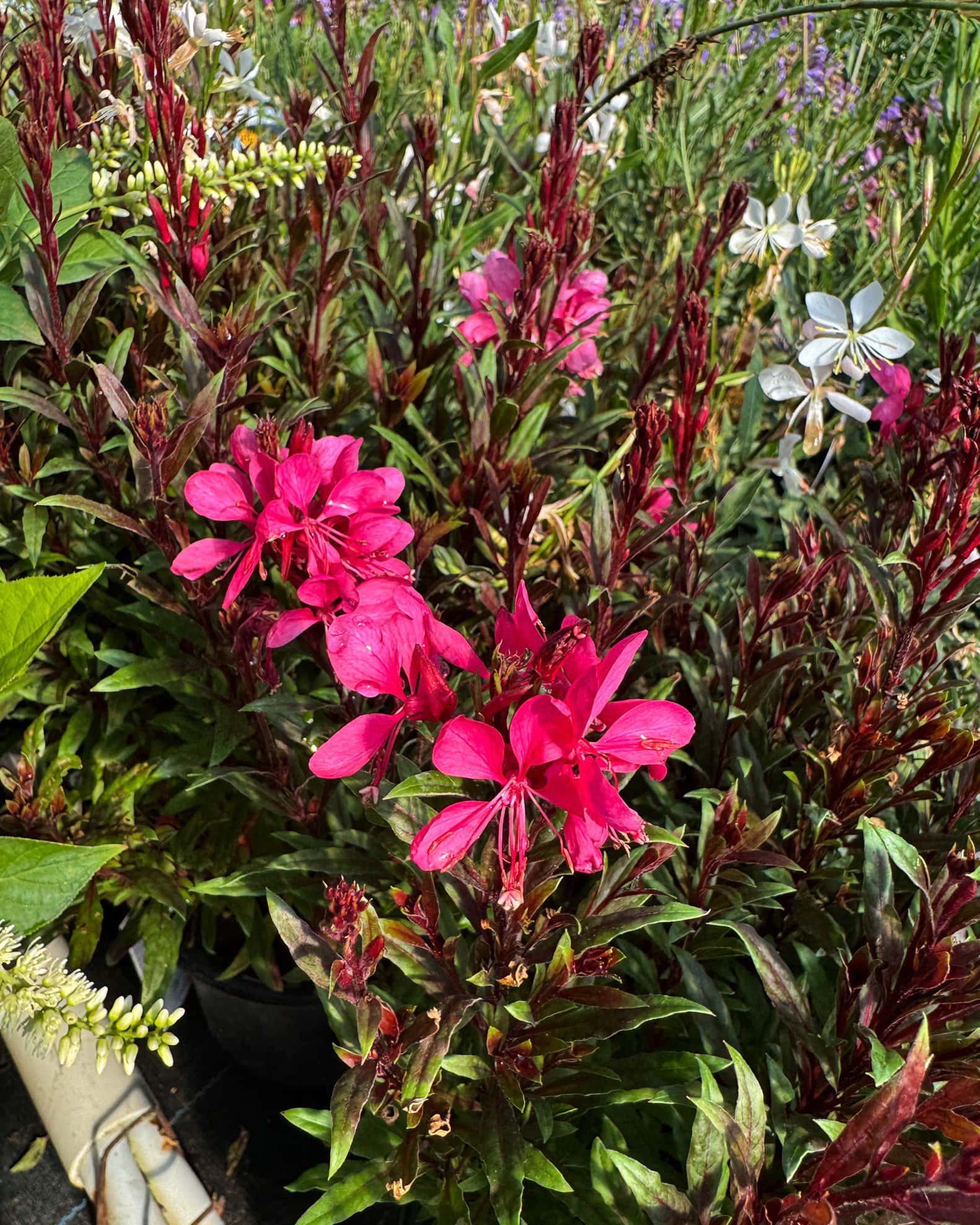 Gaudi Red Gaura - Main Image
