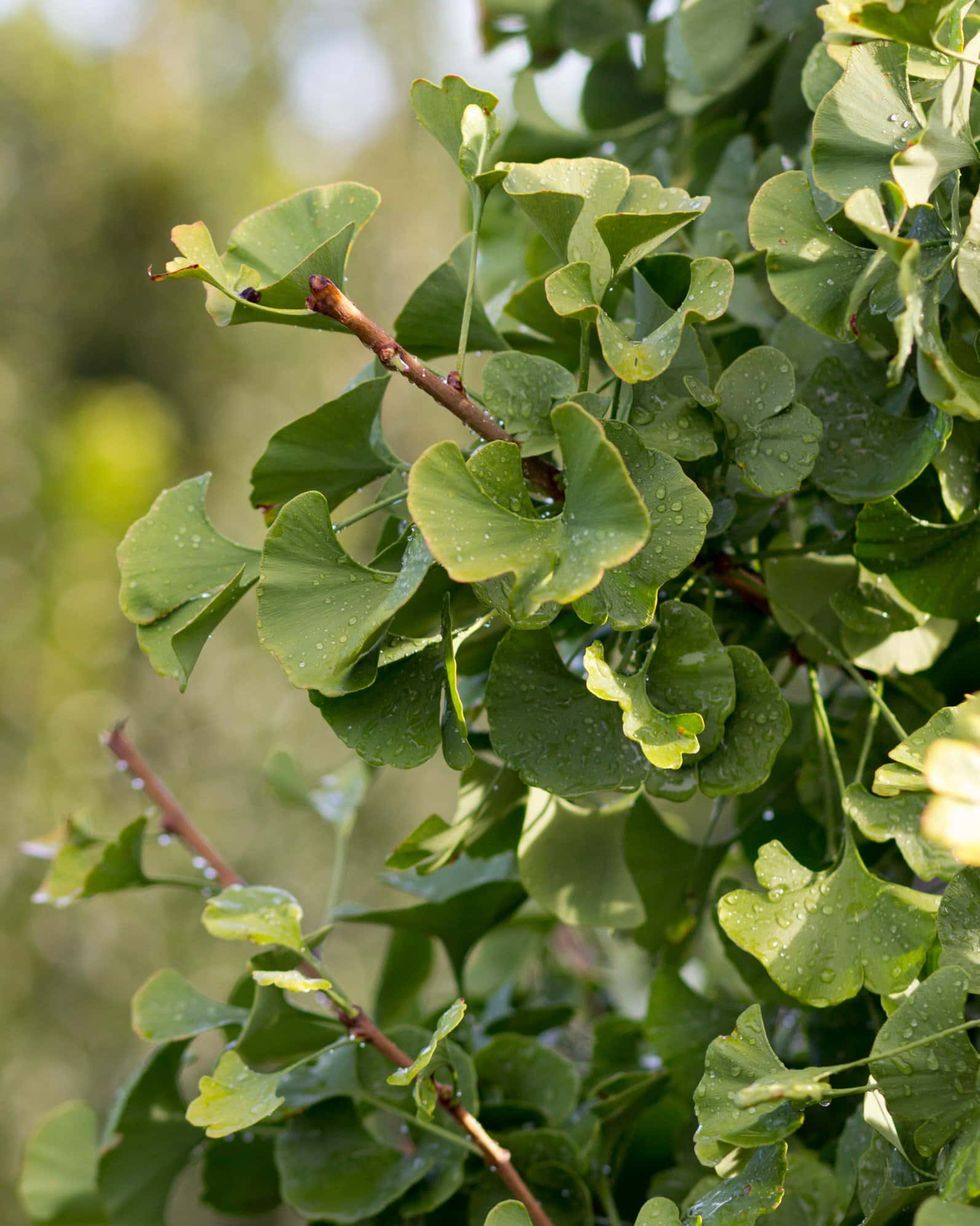 Gnome Ginkgo - Image 1