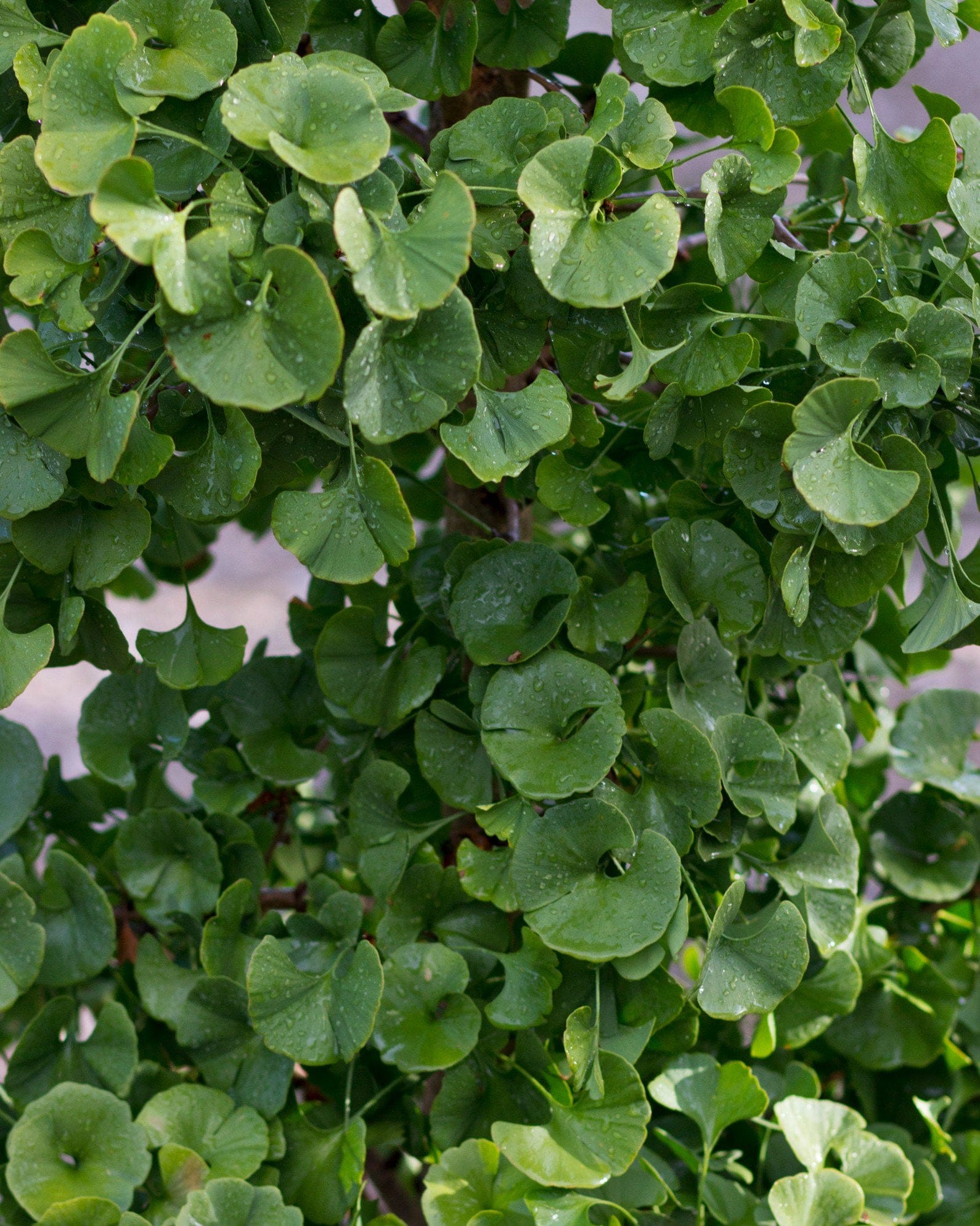 Gnome Ginkgo - view 2